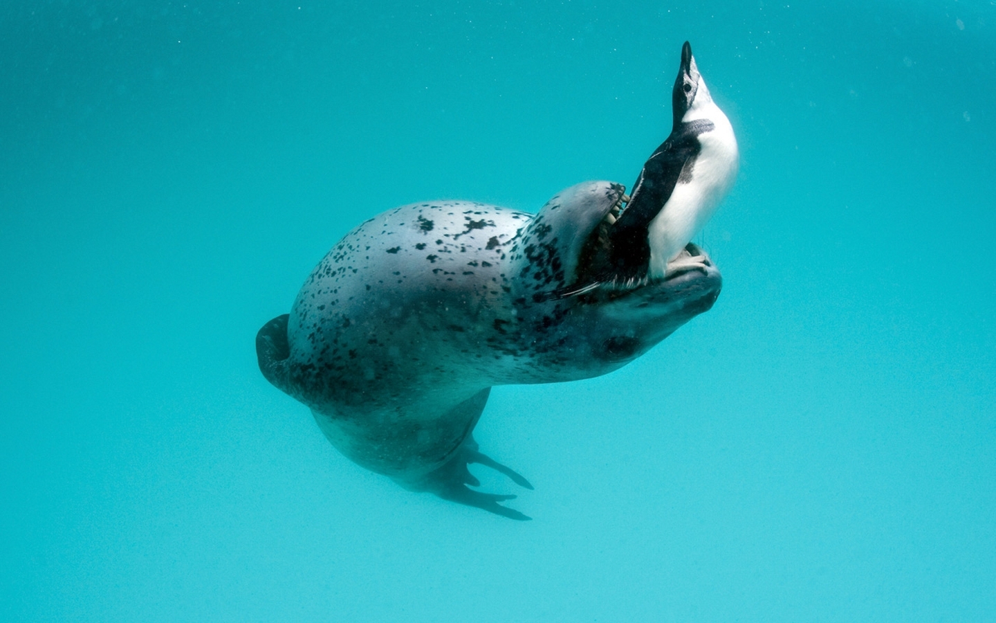 24157 скачать обои тюлени, животные, море, бирюзовые - заставки и картинки бесплатно