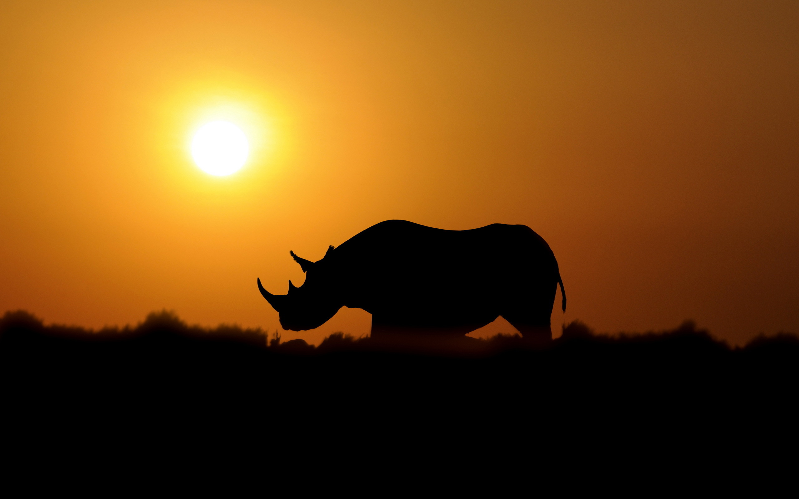 Téléchargez gratuitement l'image Animaux, Rhinocéros sur le bureau de votre PC