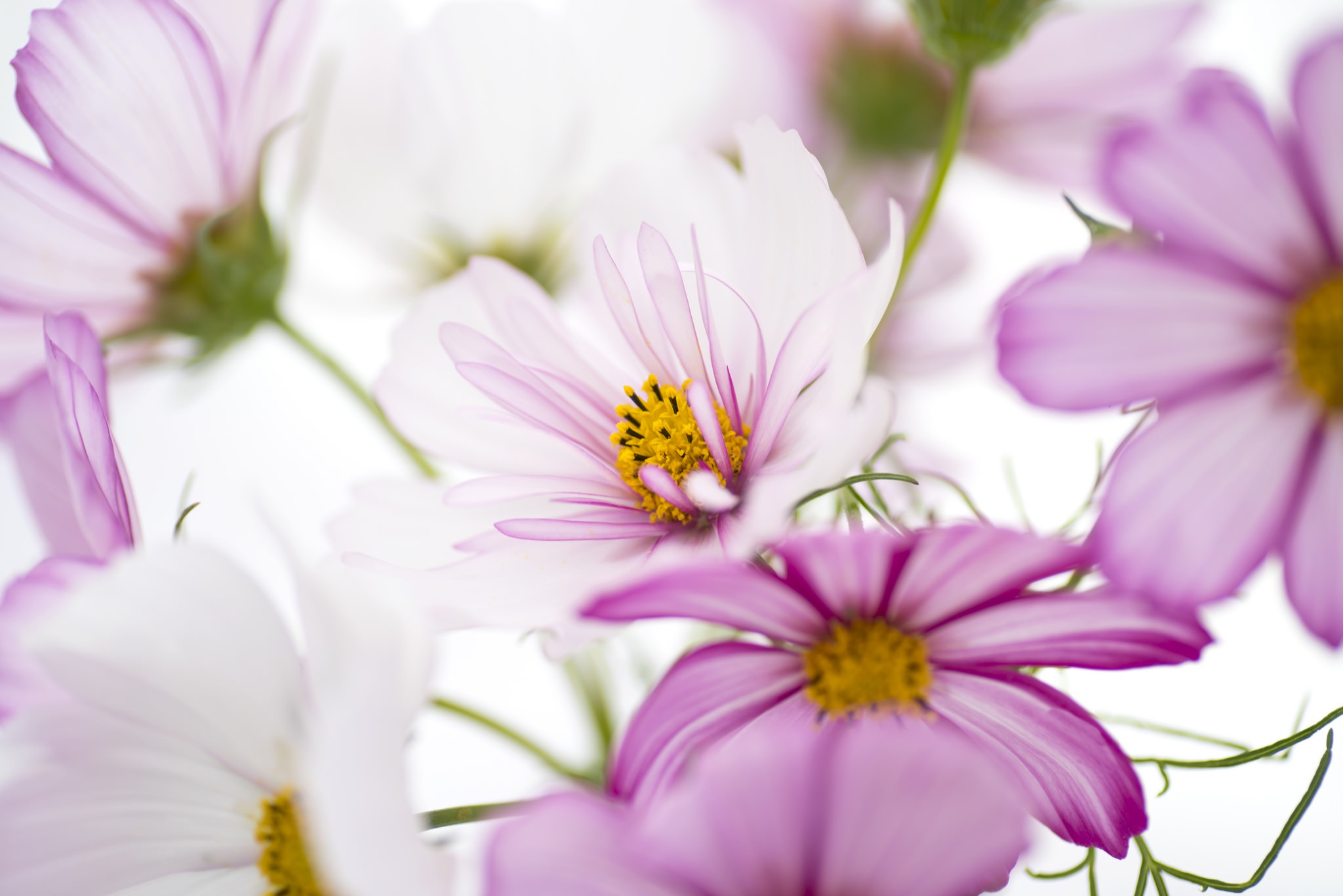 Free download wallpaper Flowers, Flower, Close Up, Earth, Cosmos, Pink Flower on your PC desktop
