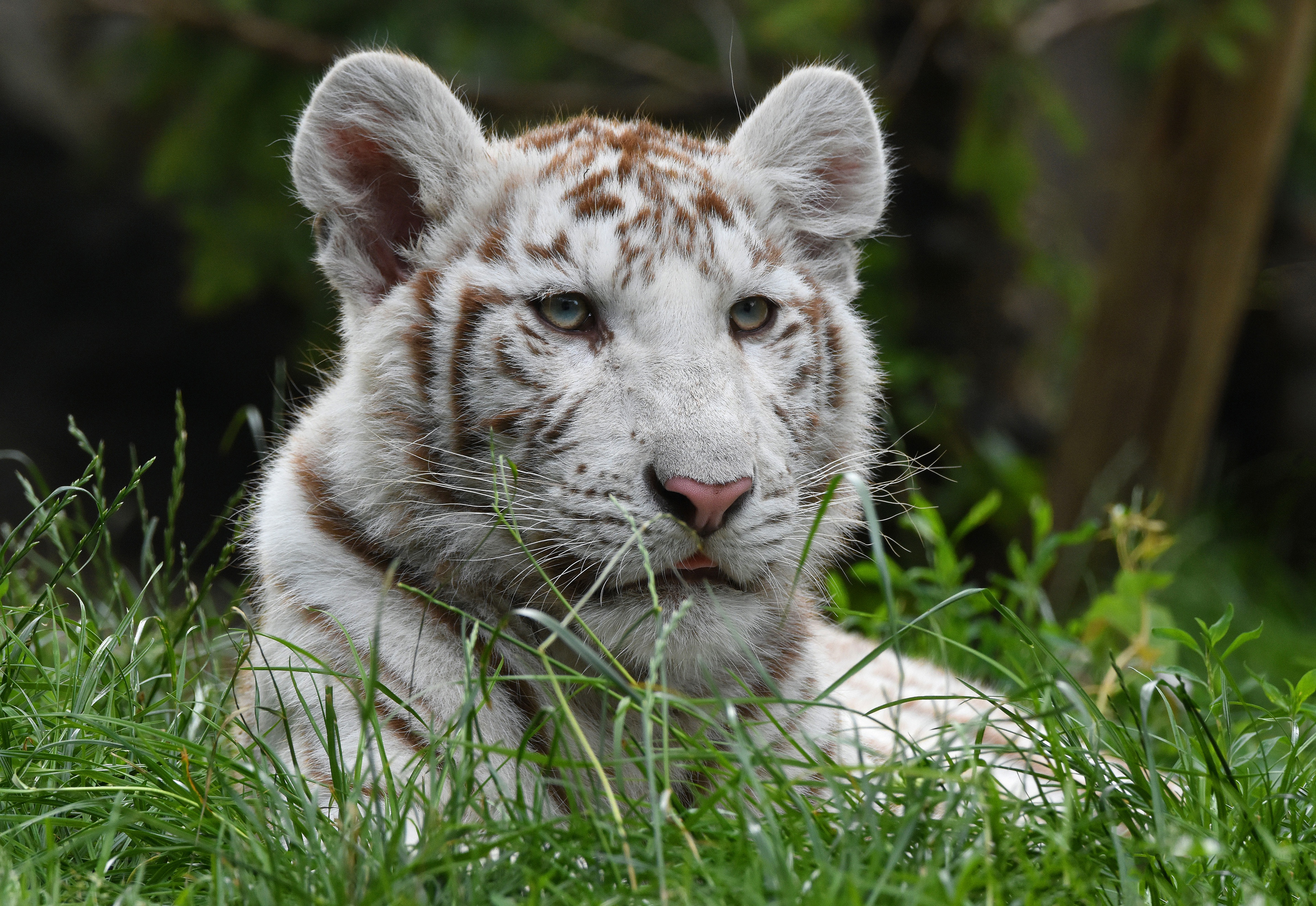 Handy-Wallpaper Tiere, Katzen, Weißer Tiger kostenlos herunterladen.