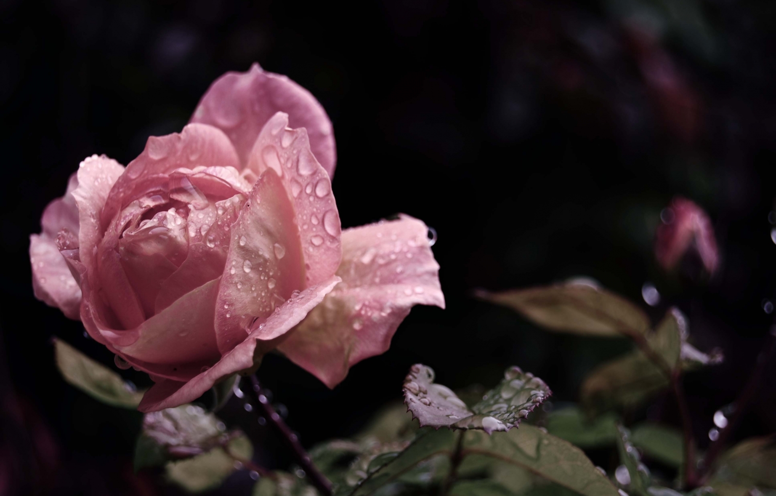 Descarga gratuita de fondo de pantalla para móvil de Plantas, Flores, Roses, Drops.