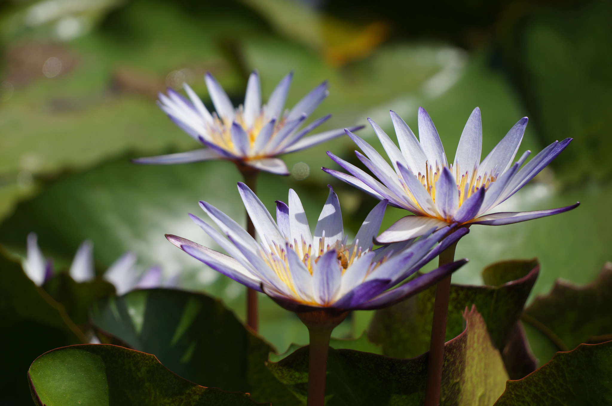 Descarga gratuita de fondo de pantalla para móvil de Loto, Flores, Tierra/naturaleza.