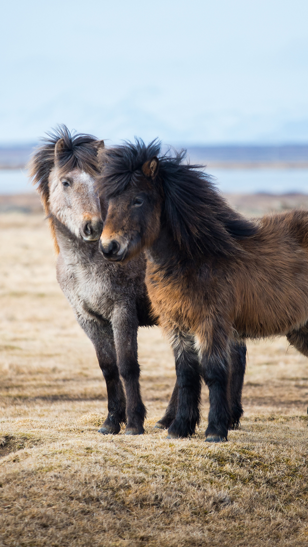 Descarga gratuita de fondo de pantalla para móvil de Animales, Caballo.