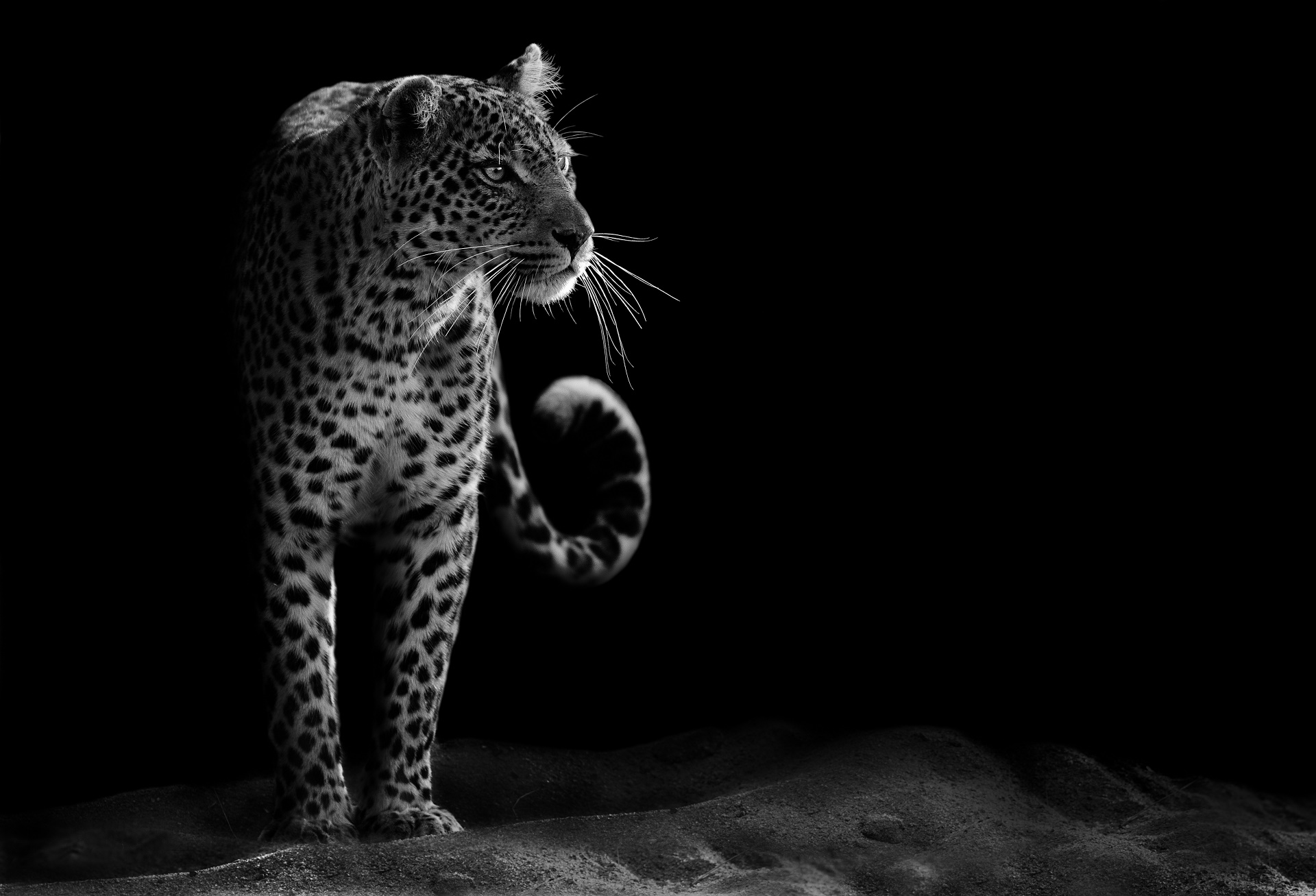370289 Bild herunterladen tiere, leopard, schwarz weiß, wilde katze, katzen - Hintergrundbilder und Bildschirmschoner kostenlos