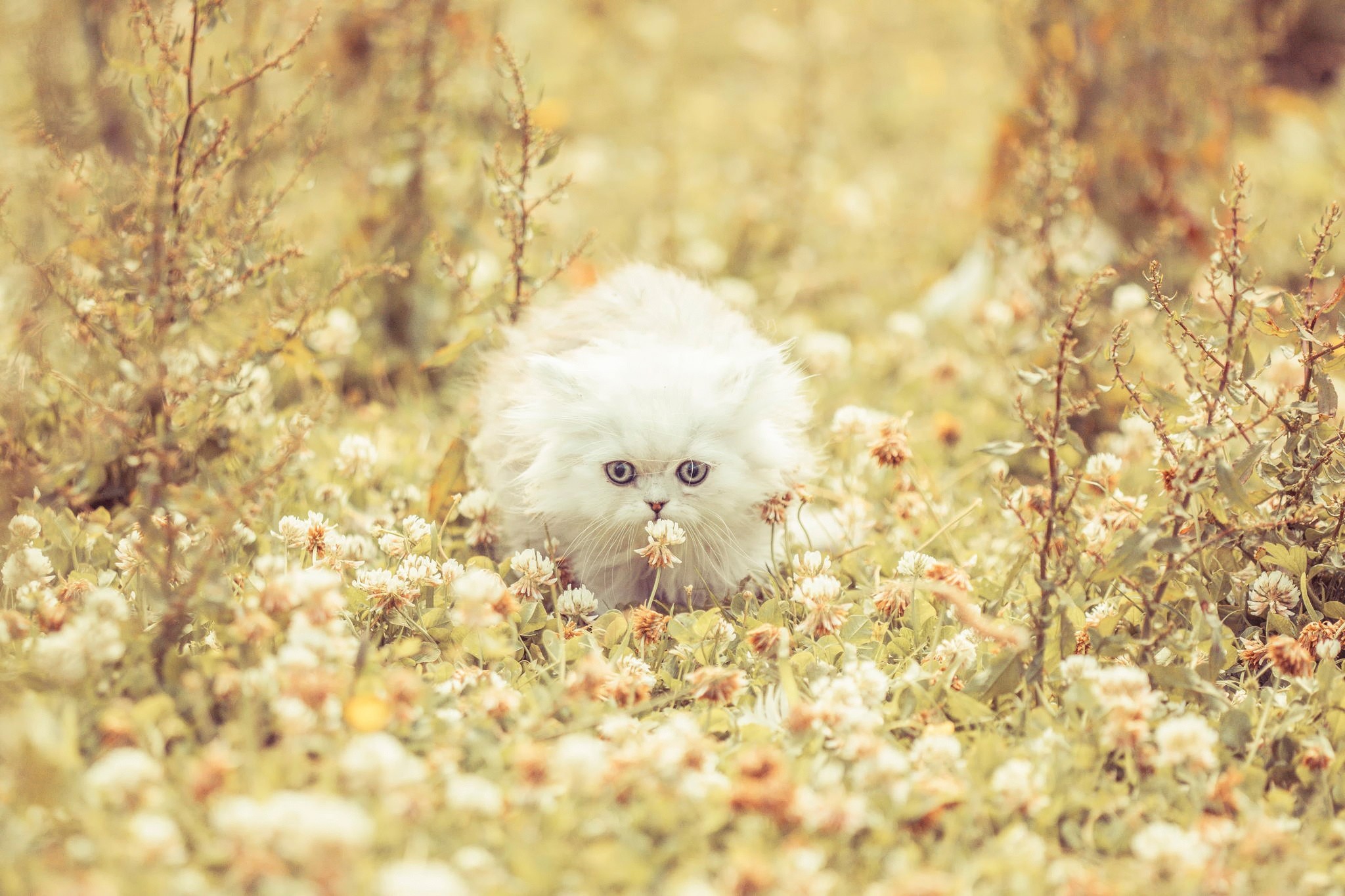 animals, kitty, flowers, grass, fluffy, kitten, run away, run
