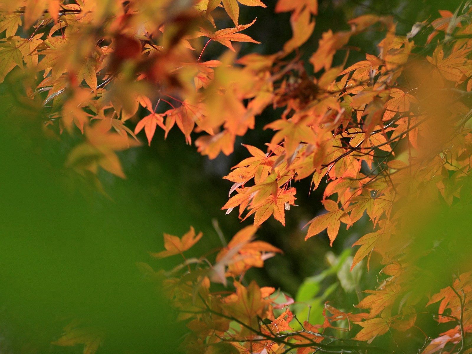 Скачать обои бесплатно Природа, Размытость, Листья, Осень картинка на рабочий стол ПК