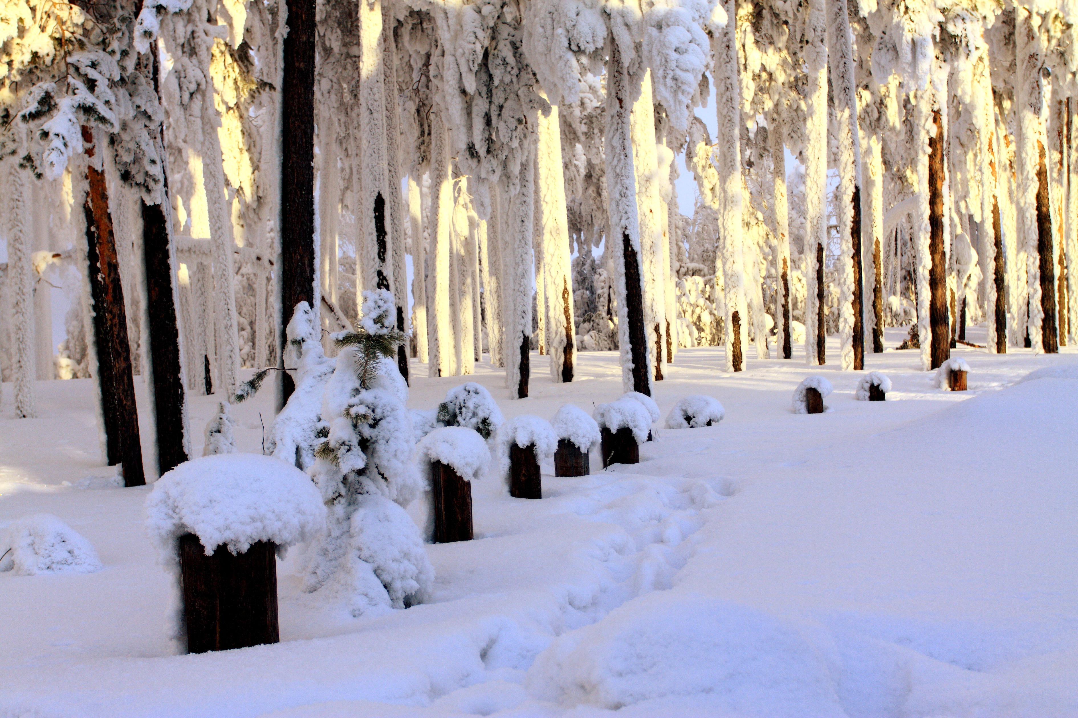 Descarga gratis la imagen Invierno, Tierra/naturaleza en el escritorio de tu PC