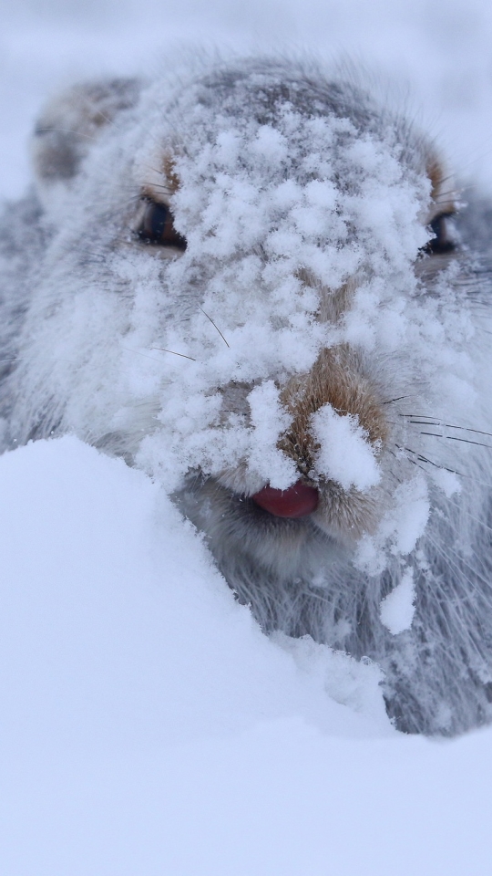 Download mobile wallpaper Snow, Animal, Hare for free.