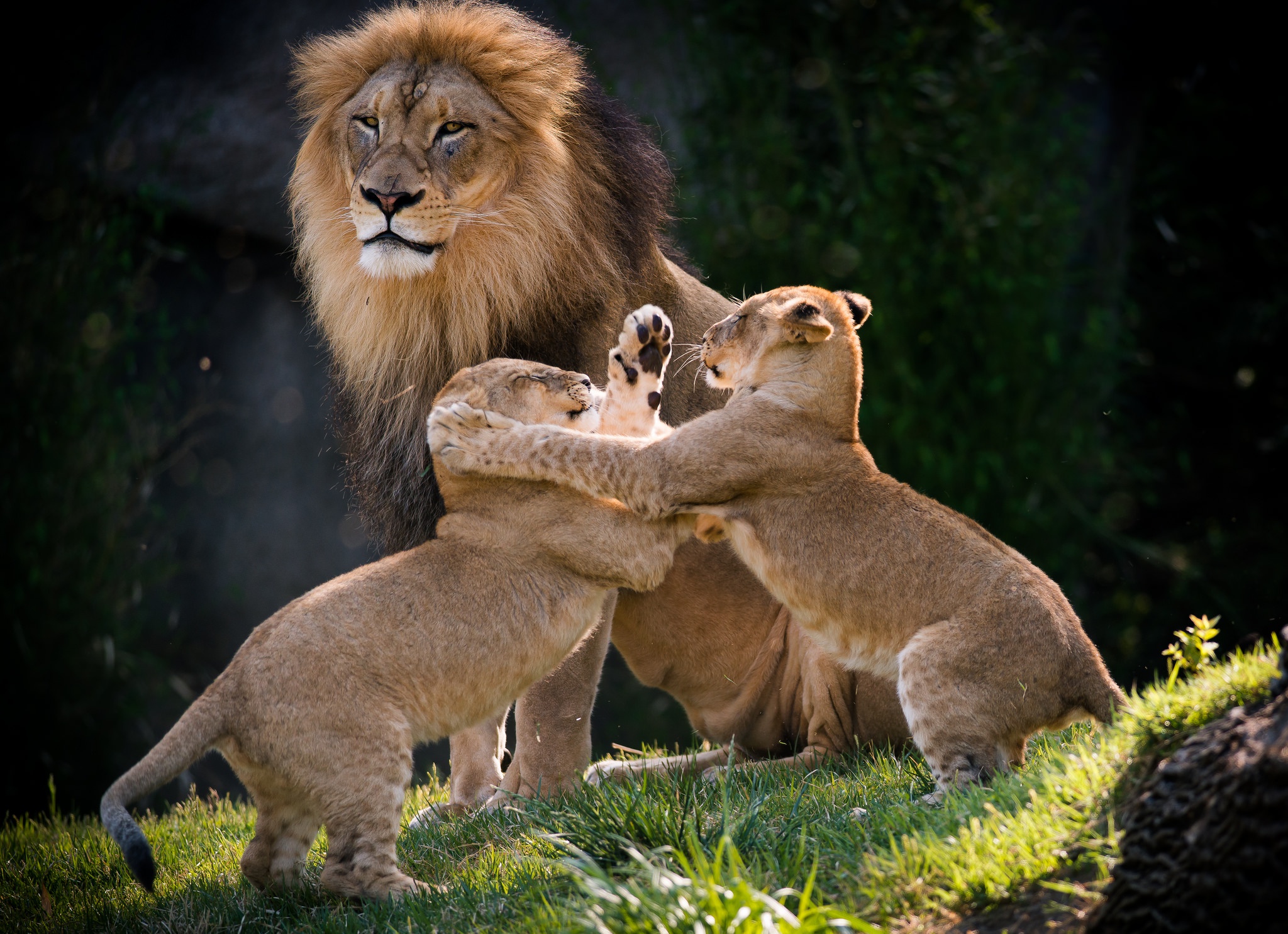 Téléchargez gratuitement l'image Animaux, Chats, Lion, Lionceau, Bébé Animal sur le bureau de votre PC