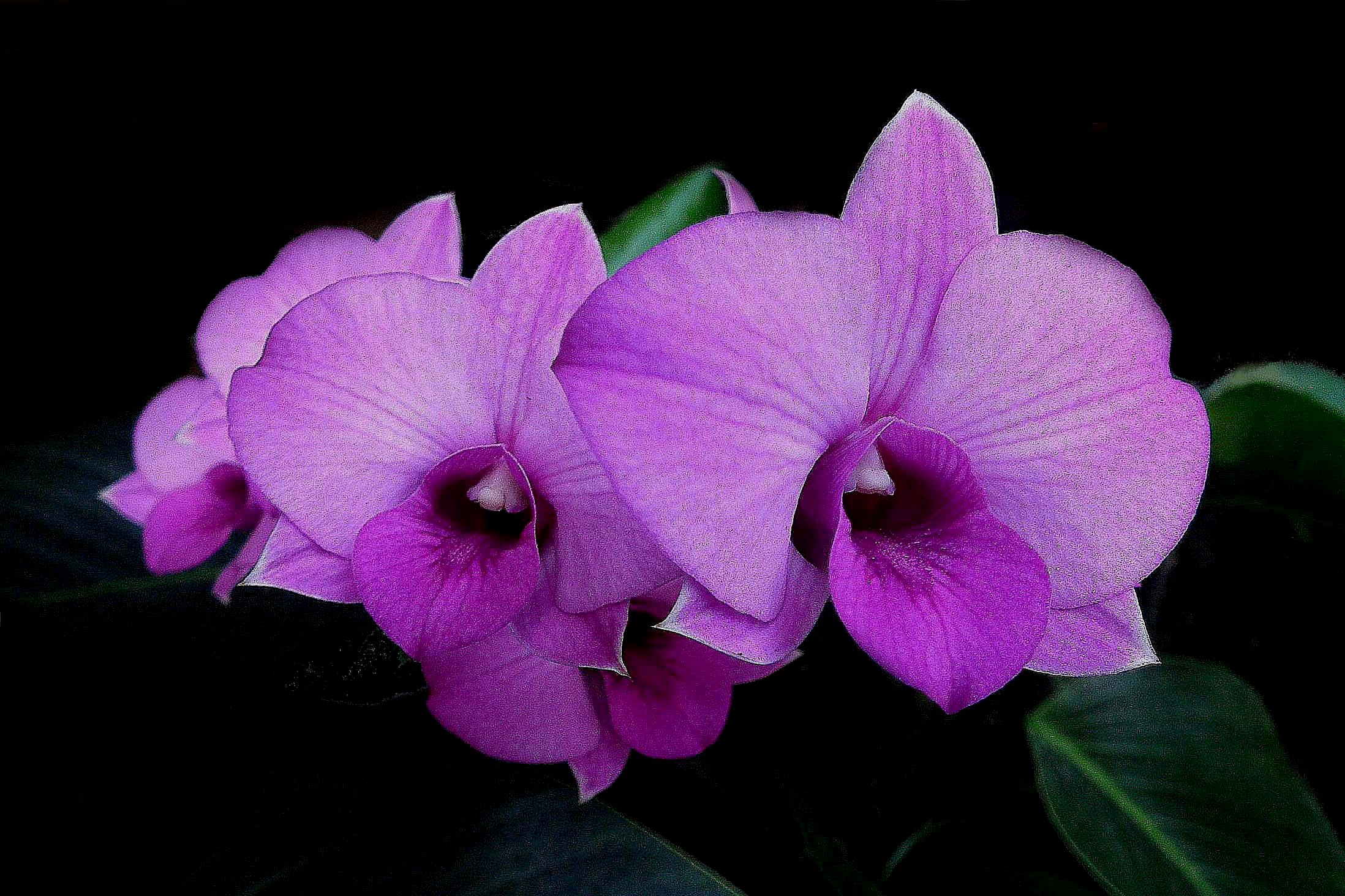 Скачать картинку Цветок, Крупный План, Орхидея, Фиолетовый Цветок, Земля/природа, Флауэрсы в телефон бесплатно.