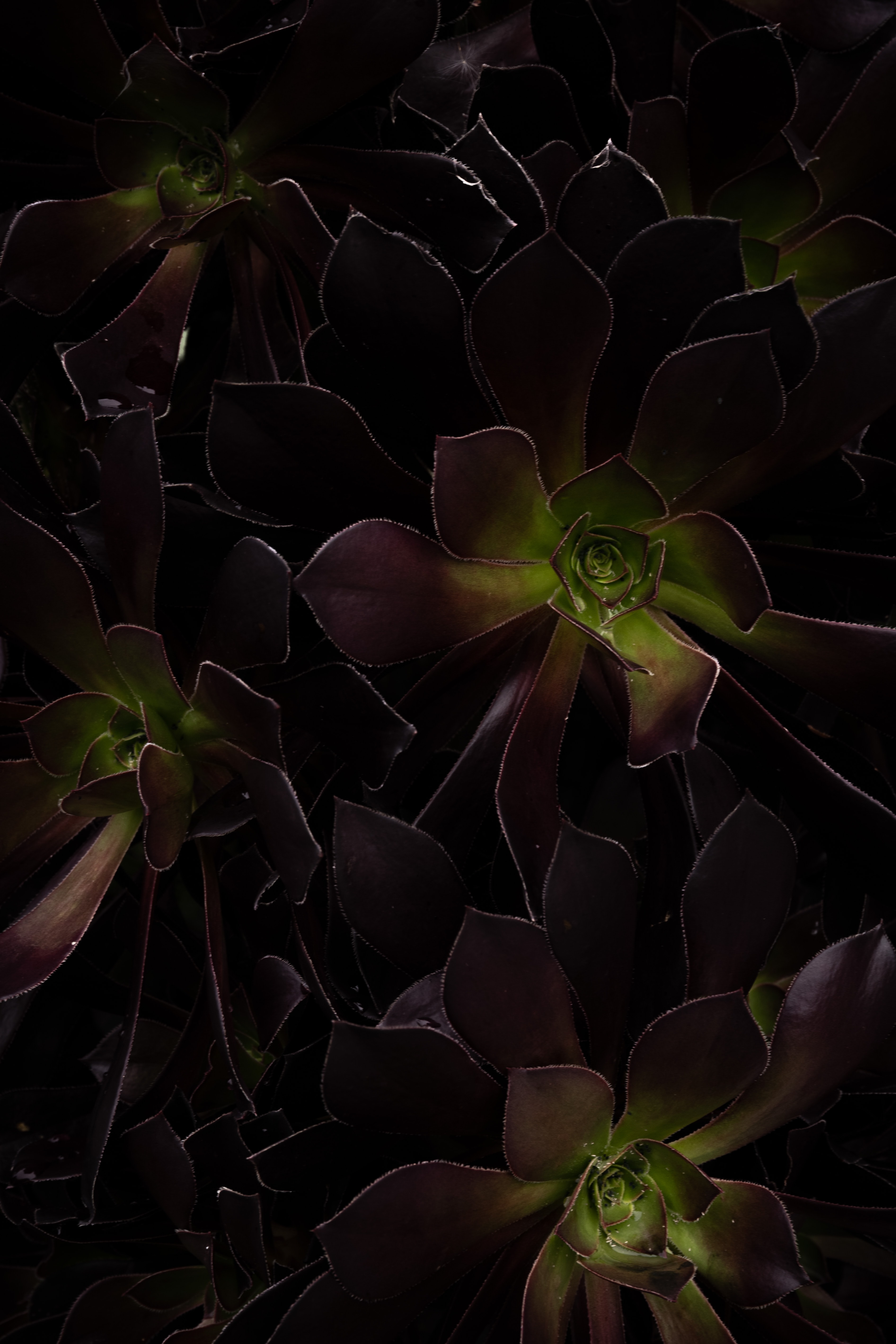 52620 descargar imagen suculentas, naturaleza, hojas, plantas suculentas, planta casera: fondos de pantalla y protectores de pantalla gratis