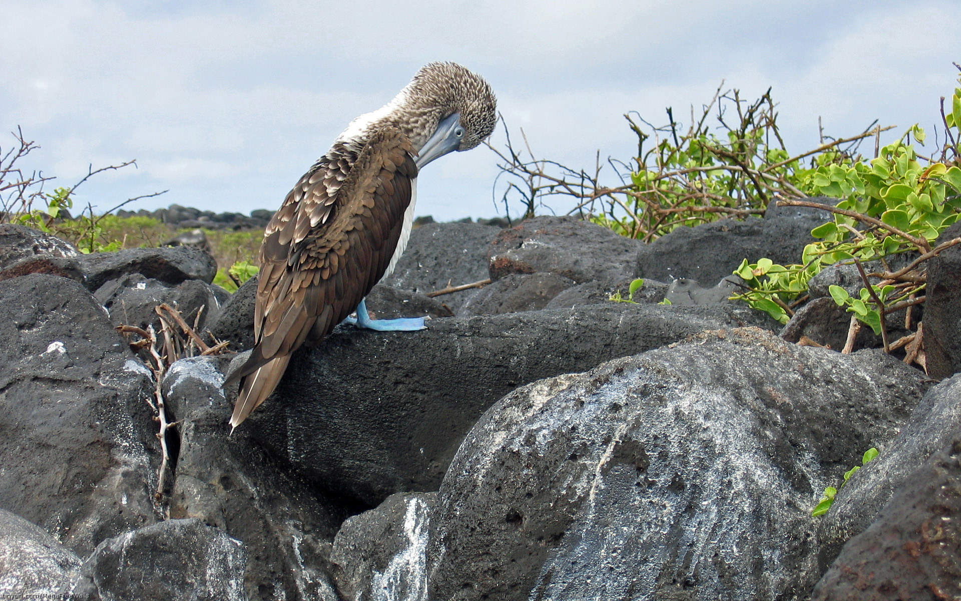 animal, blue footed booby, bird