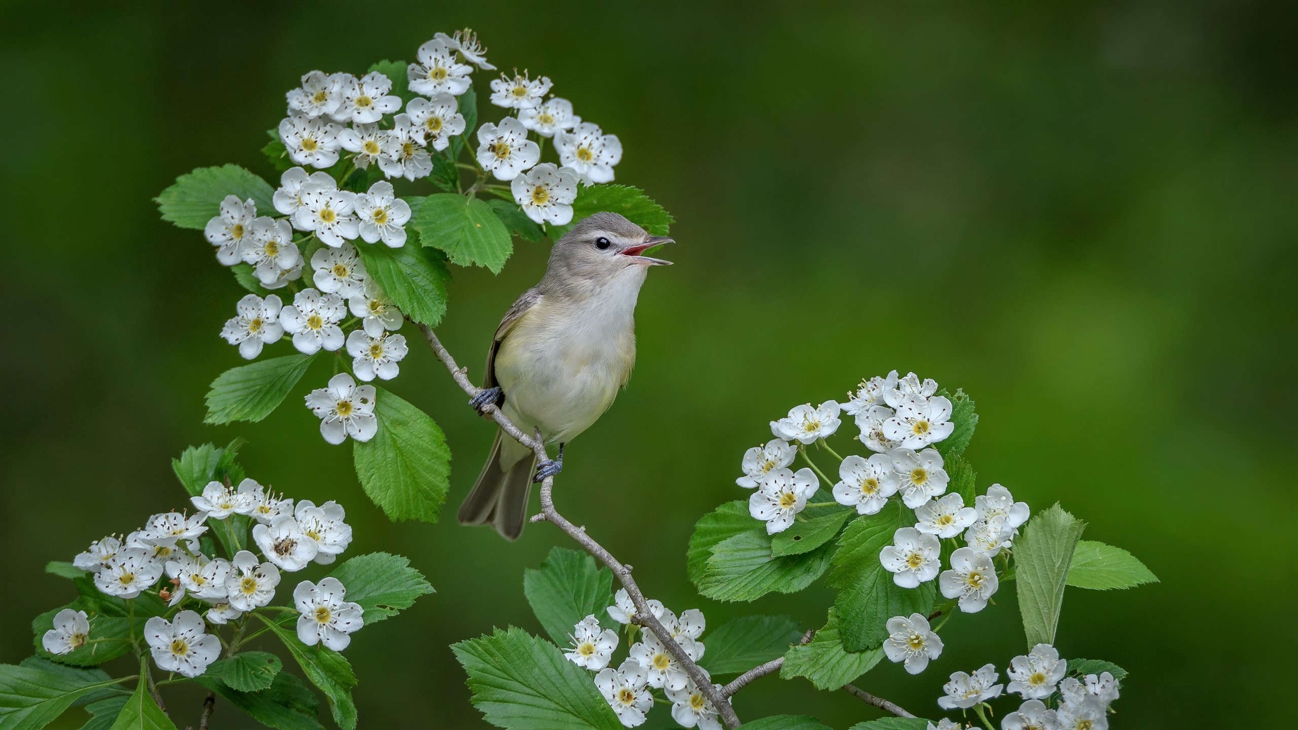 Free download wallpaper Birds, Bird, Branch, Animal, Blossom, Warbling Vireo on your PC desktop