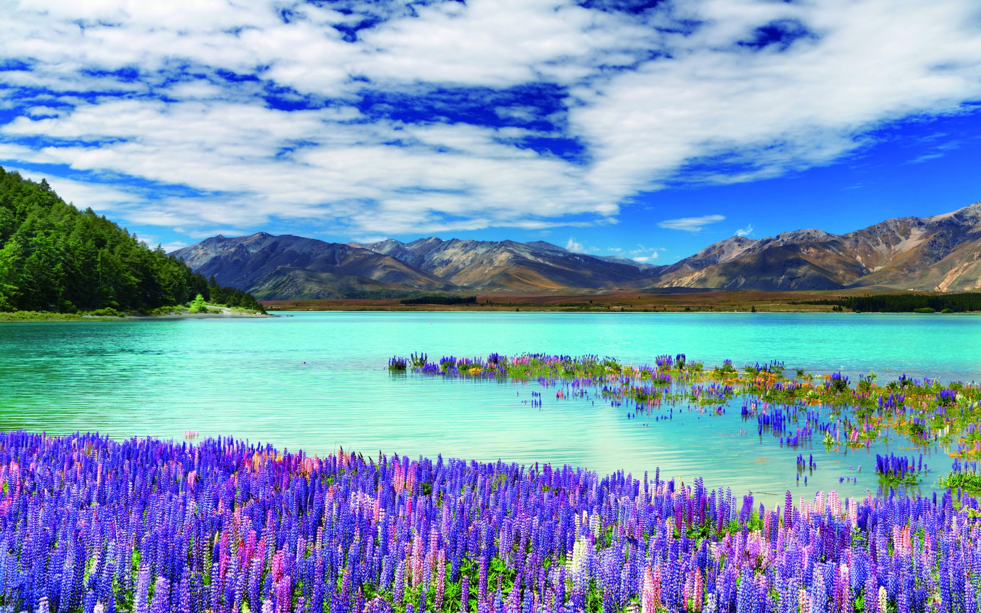 lupine, earth, lake tekapo, colors, flower, lake, mountain, new zealand, pink flower, purple flower, lakes