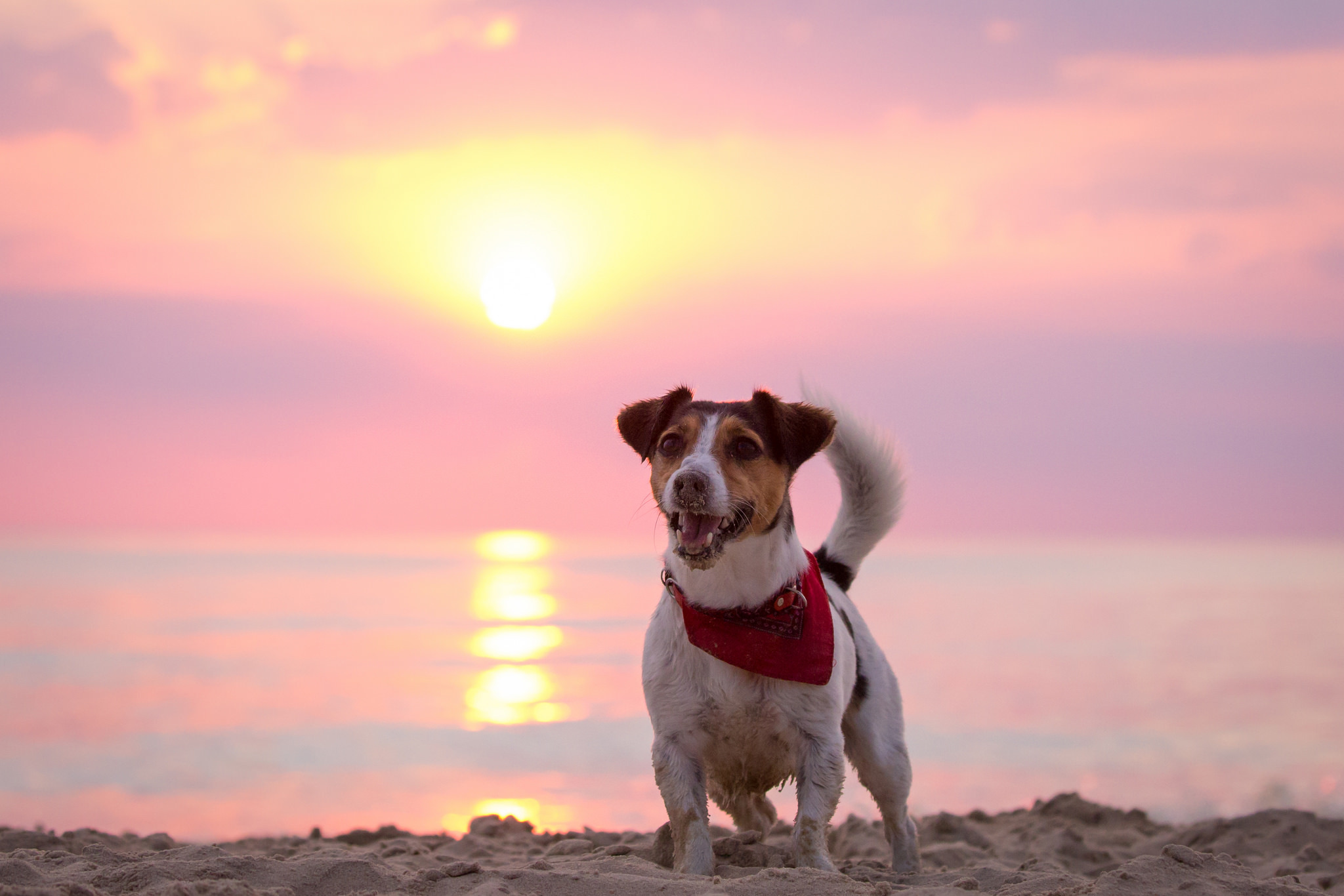 animal, jack russell terrier, beach, dog, horizon, sunset, dogs