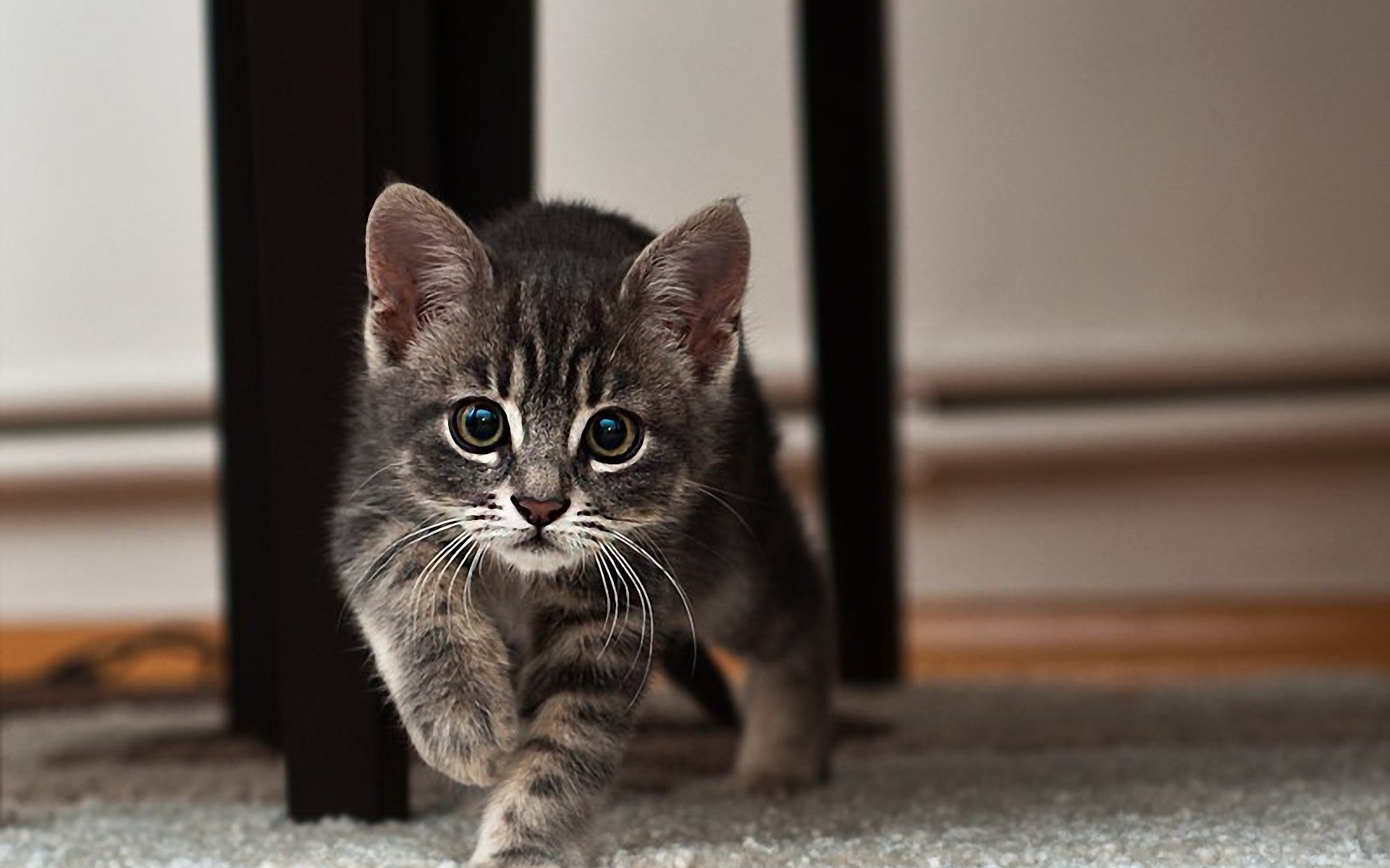 Baixe gratuitamente a imagem Gato, Gatos, Animais na área de trabalho do seu PC