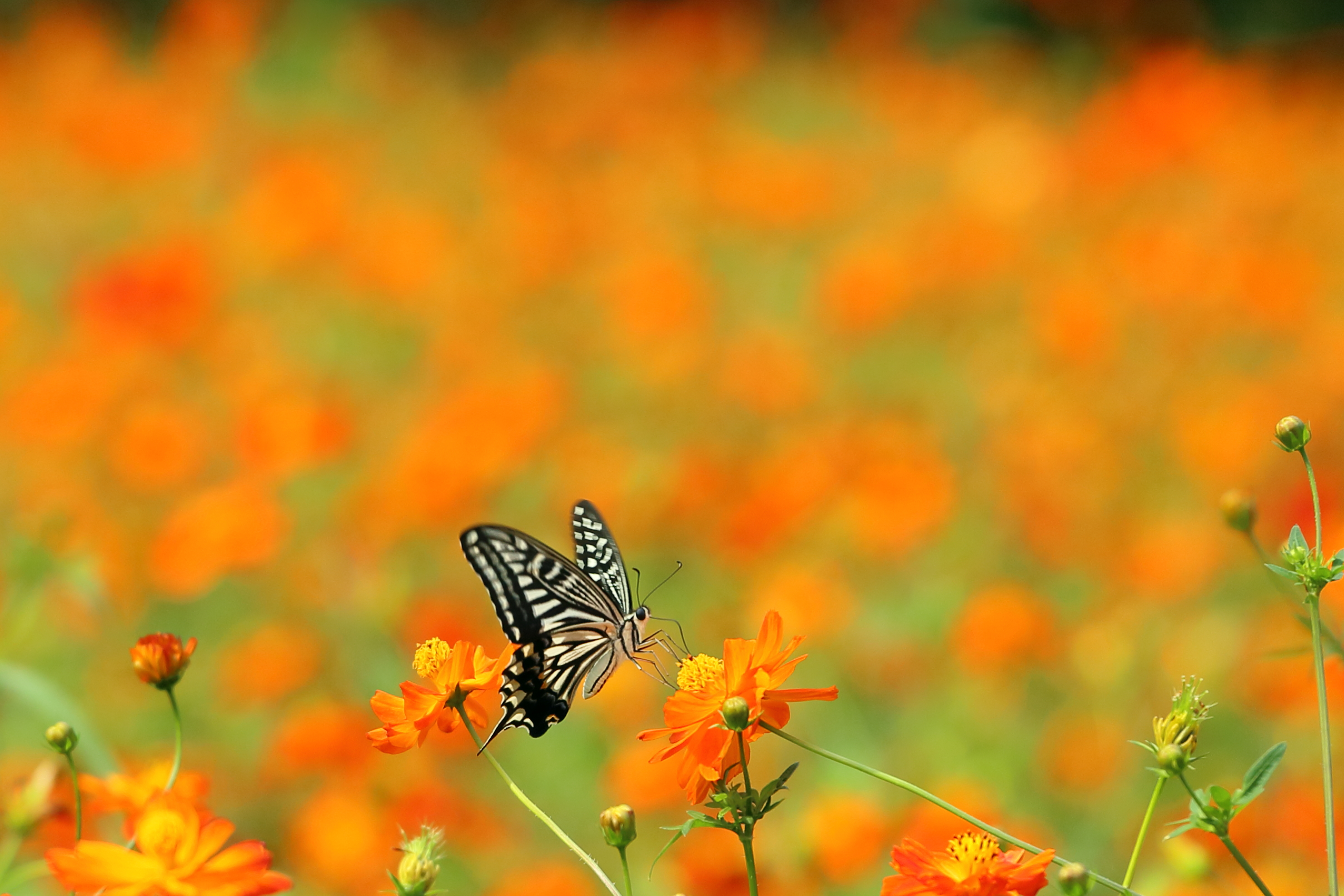 Laden Sie das Tiere, Schmetterlinge, Nahansicht-Bild kostenlos auf Ihren PC-Desktop herunter