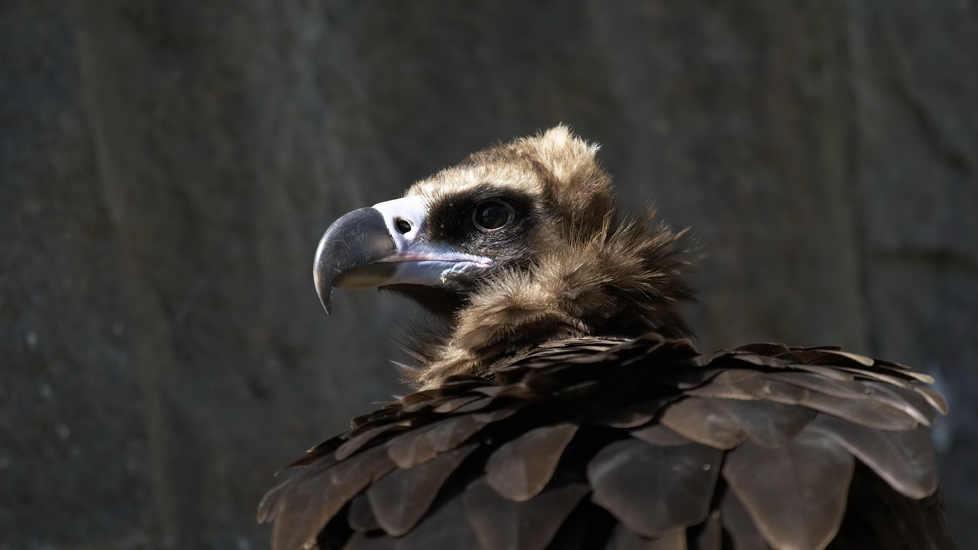 357350 baixar imagens animais, abutre, aves - papéis de parede e protetores de tela gratuitamente
