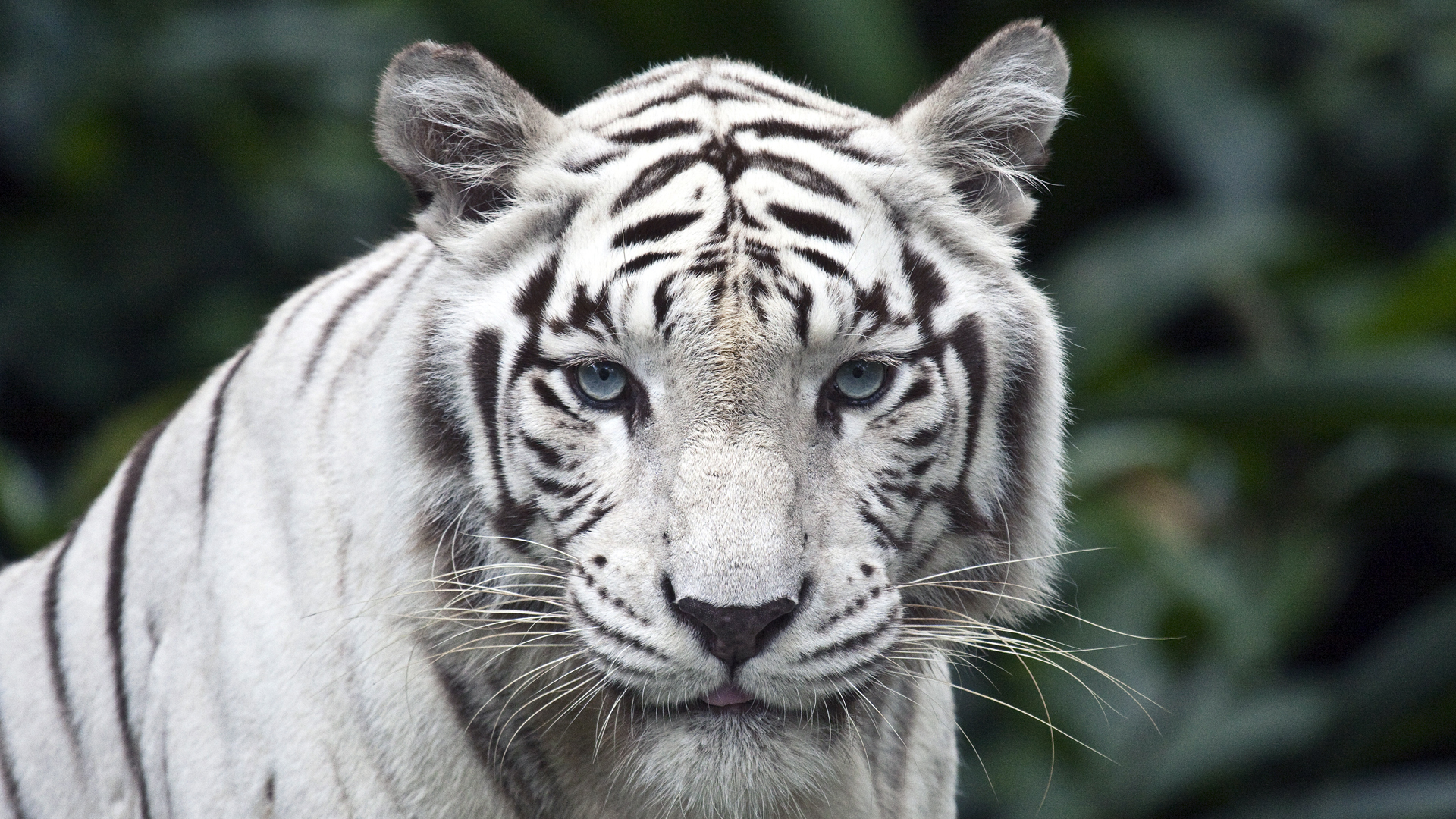 Descarga gratuita de fondo de pantalla para móvil de Animales, Tigre Blanco.