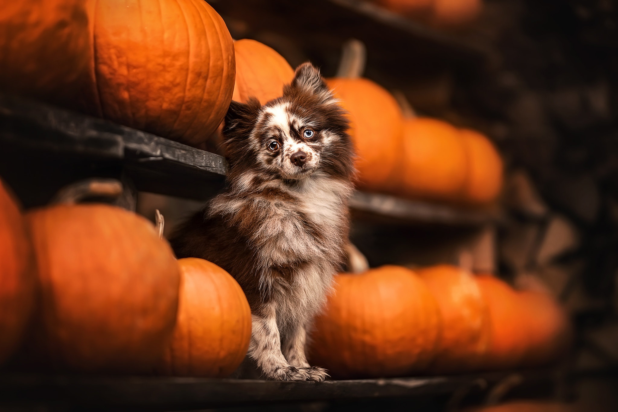 PCデスクトップに動物, 犬, 子犬, かぼちゃ画像を無料でダウンロード
