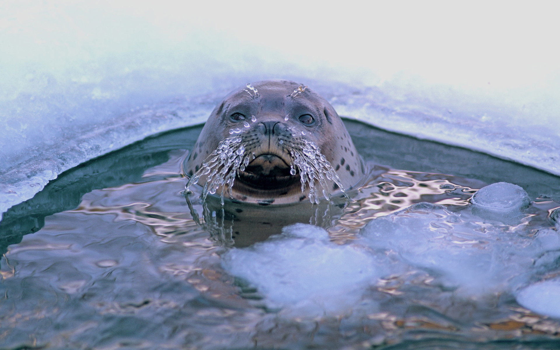 233684 descargar fondo de pantalla animales, foca, focas: protectores de pantalla e imágenes gratis