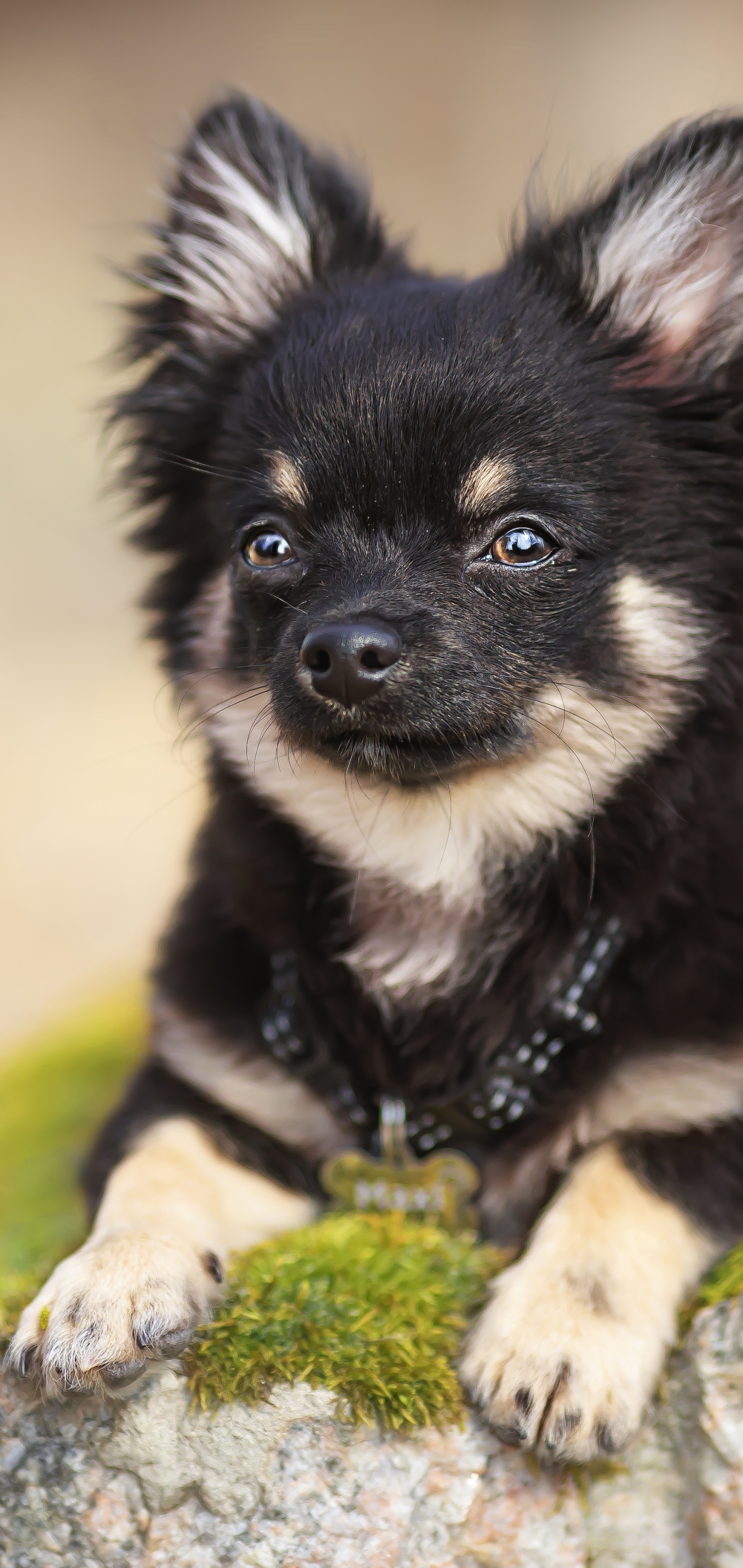 Baixe gratuitamente a imagem Animais, Cães, Cão, Chihuahua na área de trabalho do seu PC