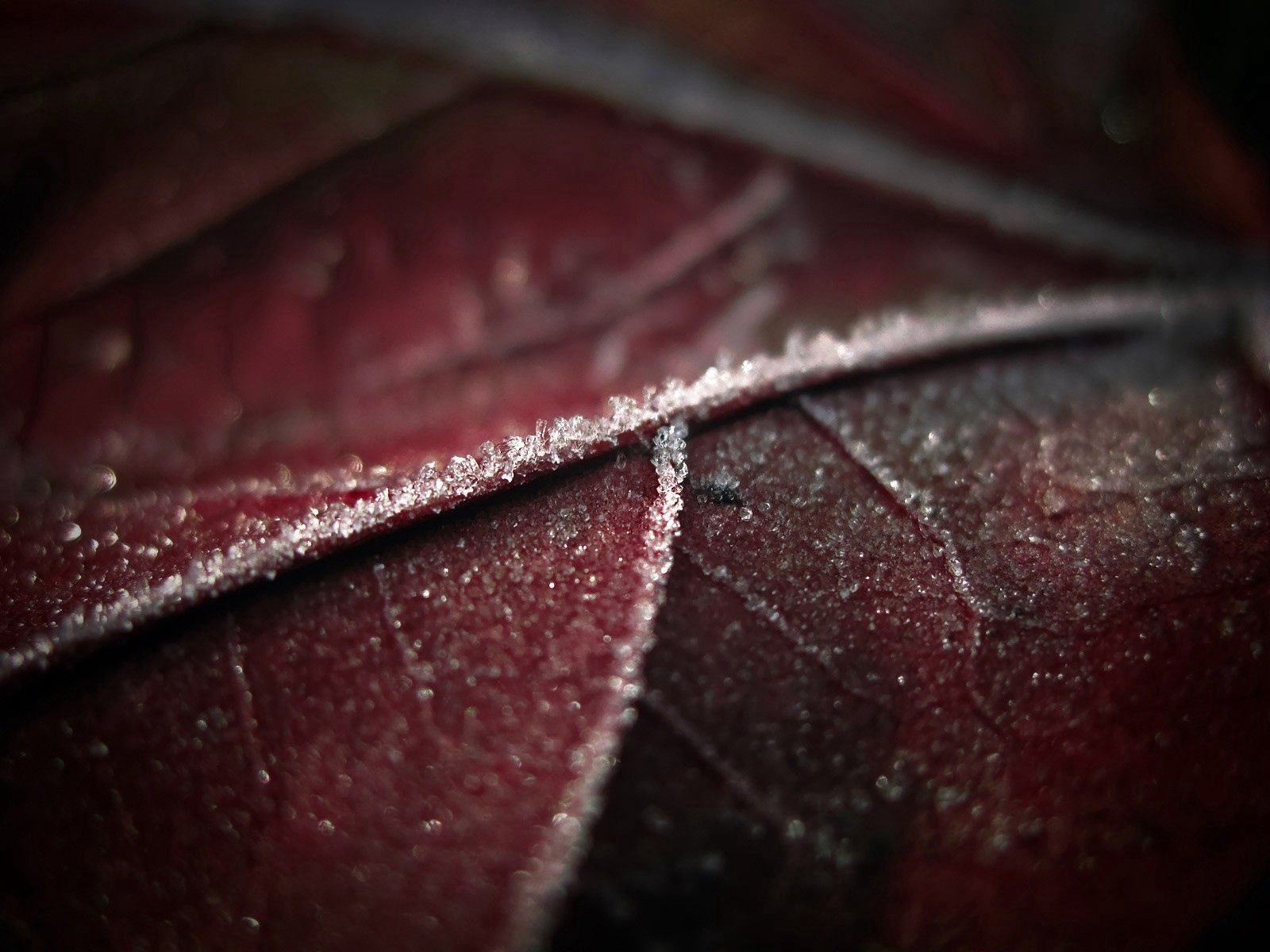 Download mobile wallpaper Frost, Hoarfrost, Macro, Sheet, Leaf, Veins for free.