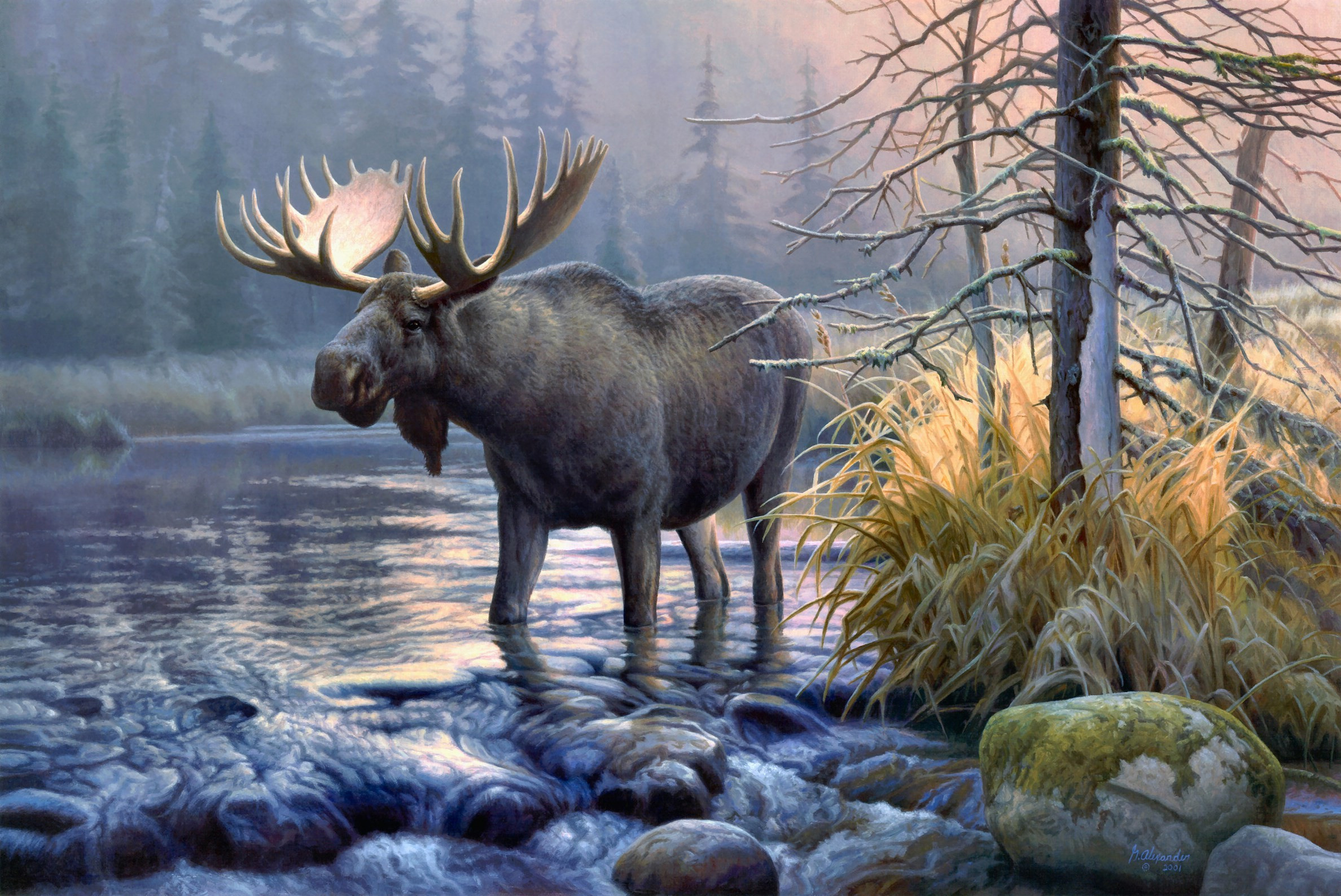 moose, animal