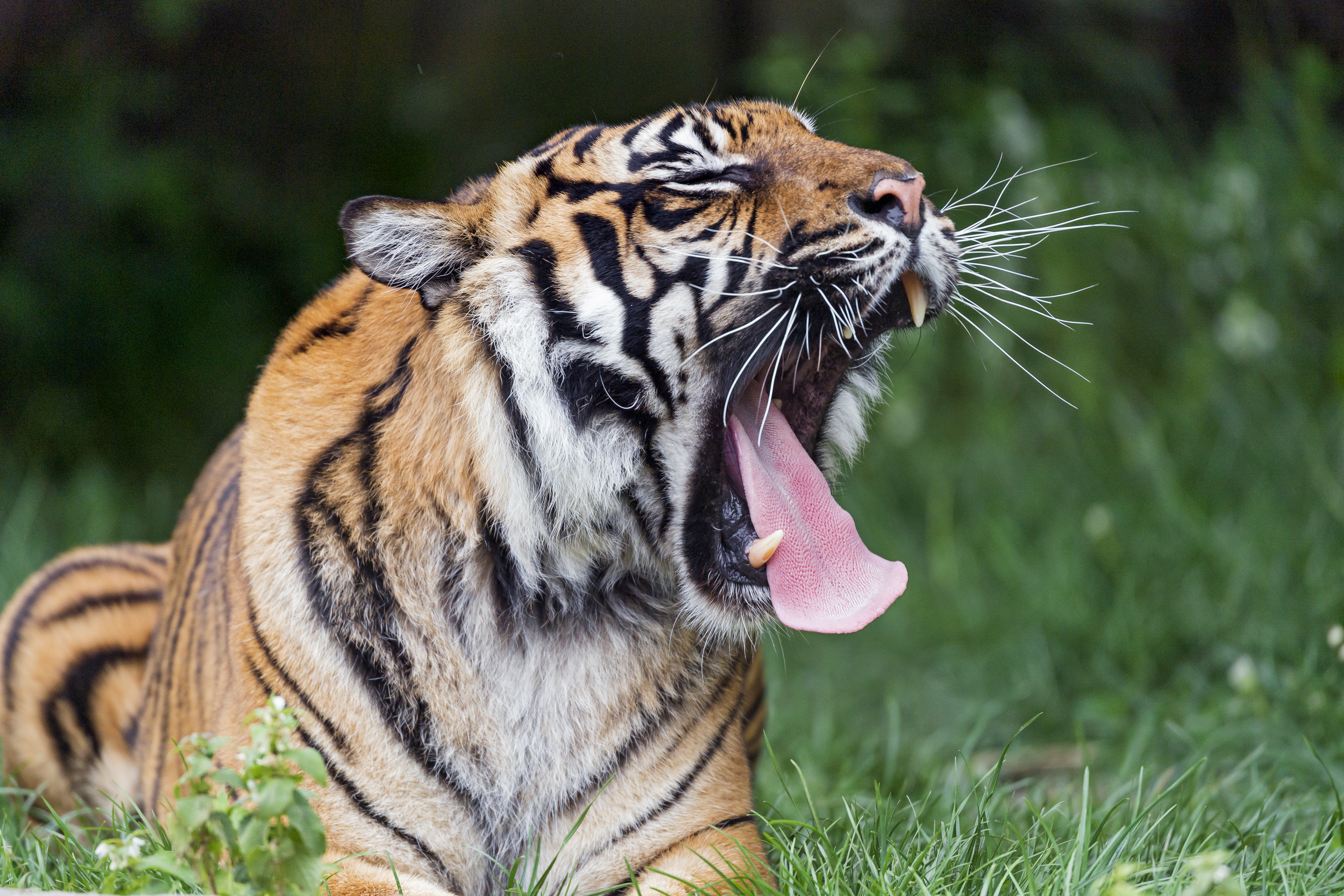 132477 скачать обои большая кошка, животные, хищник, тигр, высунутый язык, зевать - заставки и картинки бесплатно