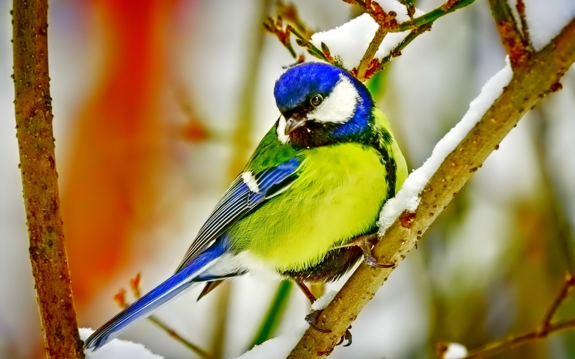 Download mobile wallpaper Great Tit, Titmouse, Bird, Birds, Animal for free.