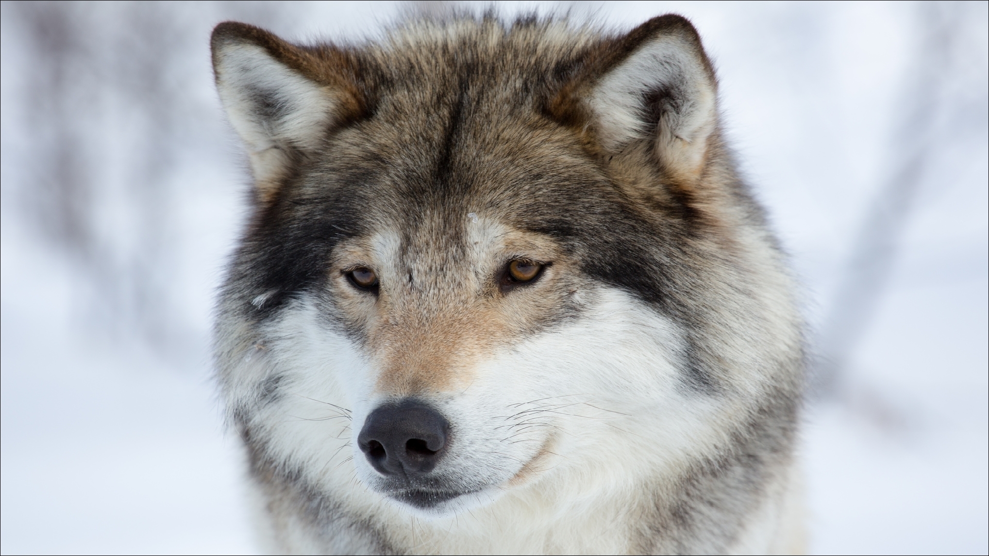 Free download wallpaper Muzzle, Wolf, Animal on your PC desktop