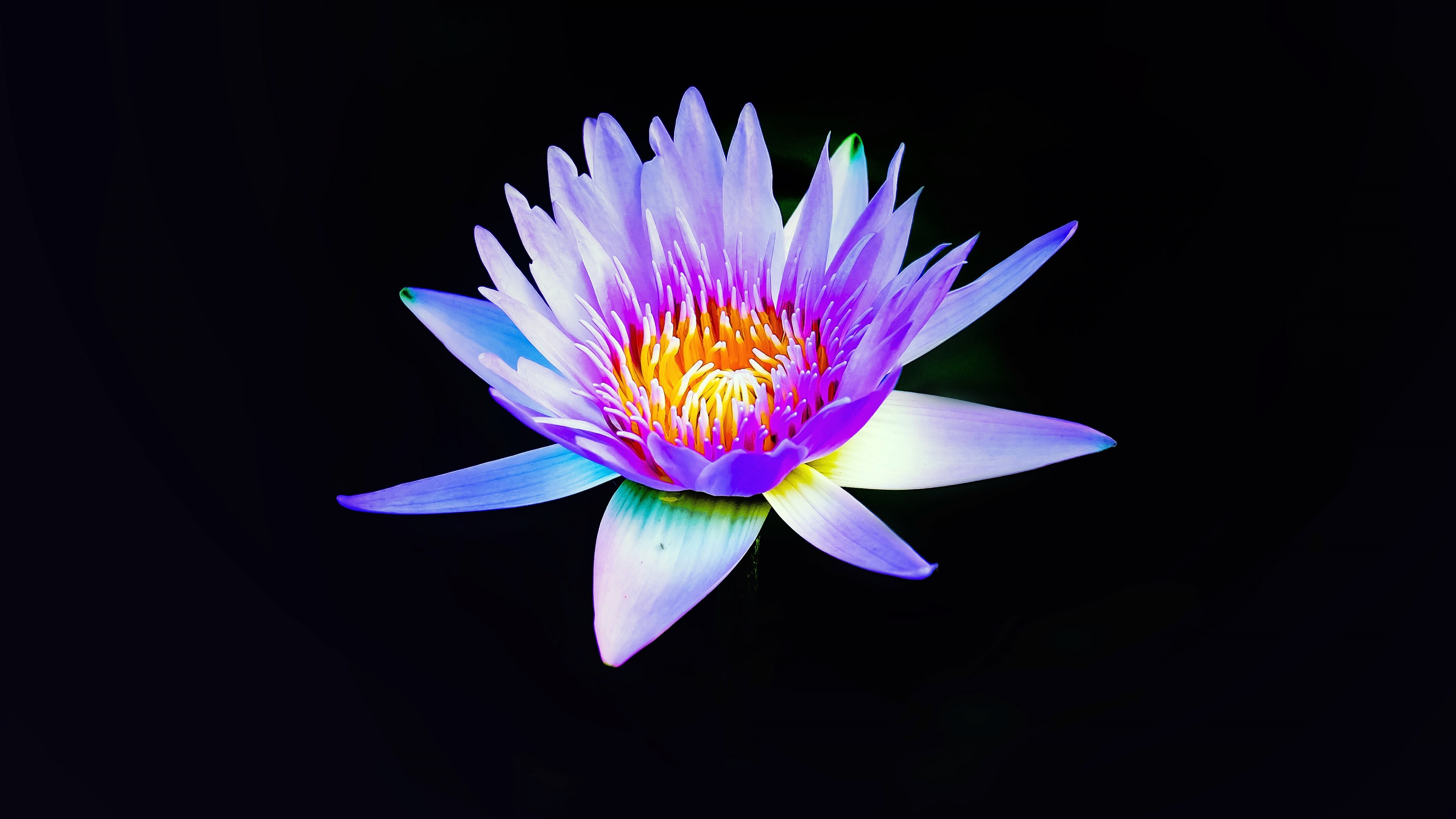 Download mobile wallpaper Flowers, Lotus, Flower, Earth, Water Lily, Purple Flower for free.