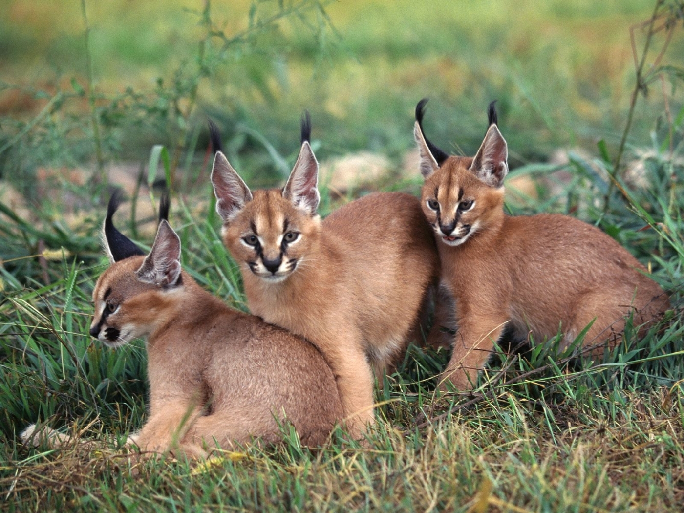 Baixe gratuitamente a imagem Animais na área de trabalho do seu PC