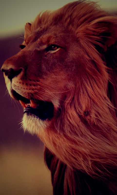 Download mobile wallpaper Cats, Lion, Animal for free.