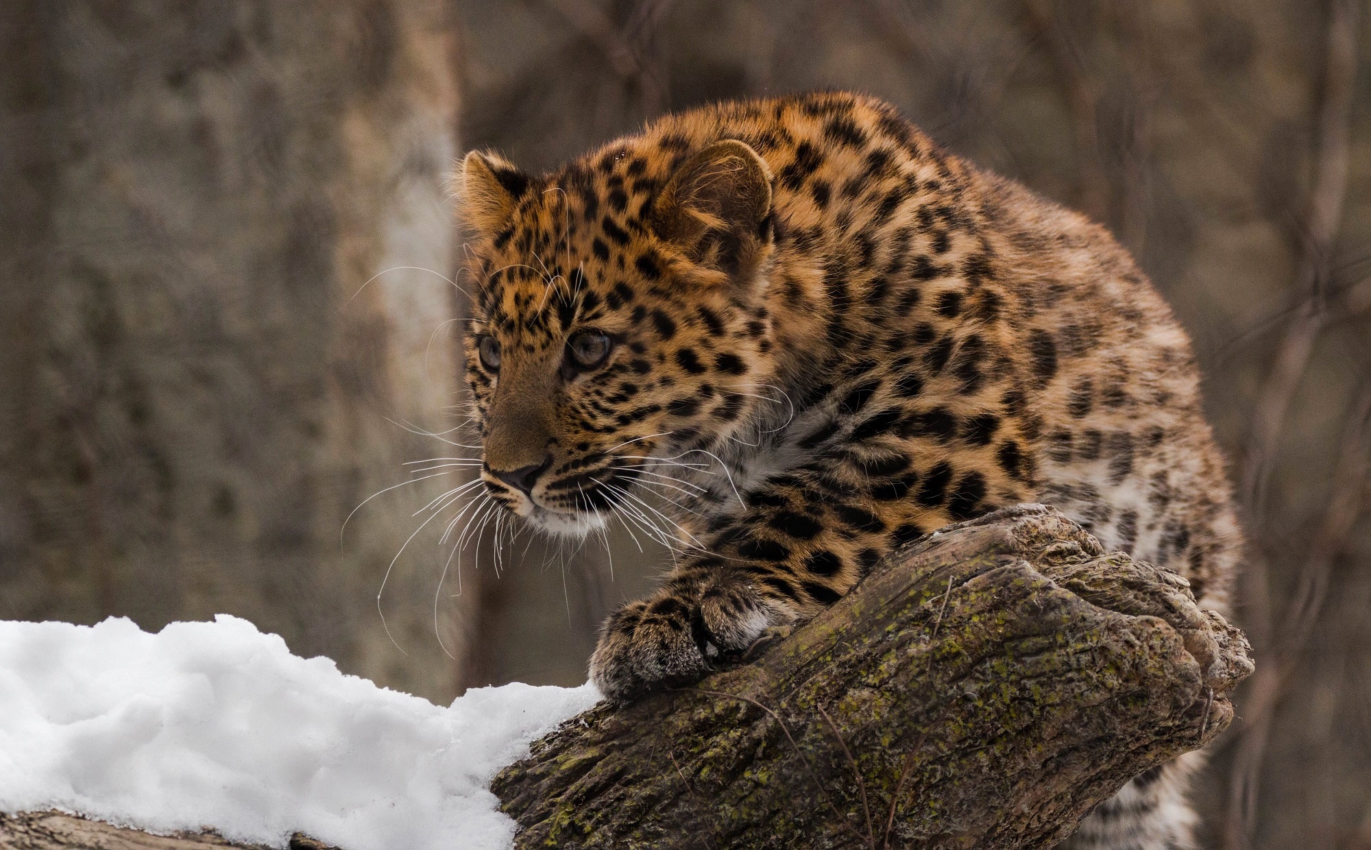 Baixar papel de parede para celular de Animais, Gatos, Leopardo gratuito.