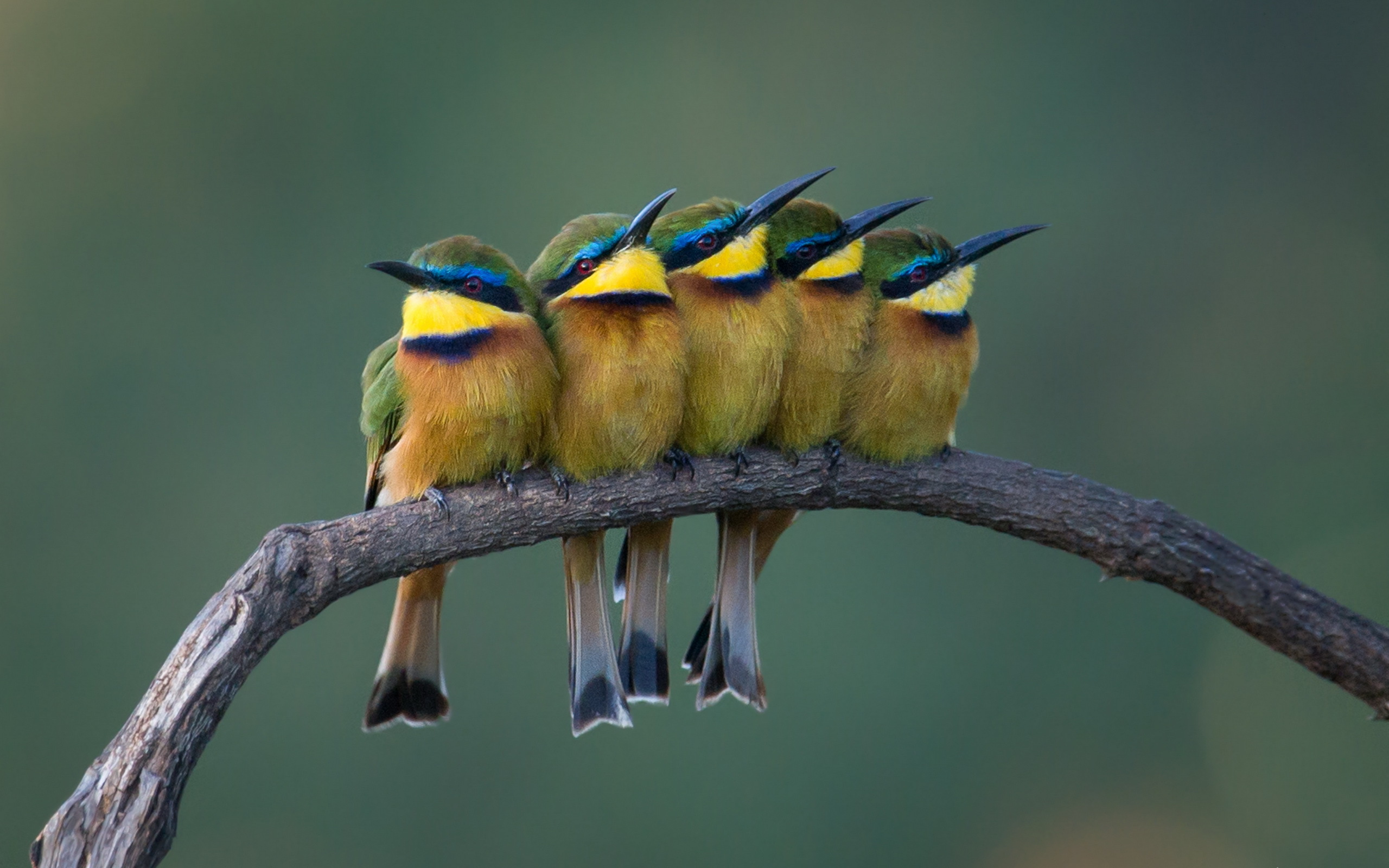 Download mobile wallpaper Birds, Bird, Branch, Animal, Bee Eater for free.