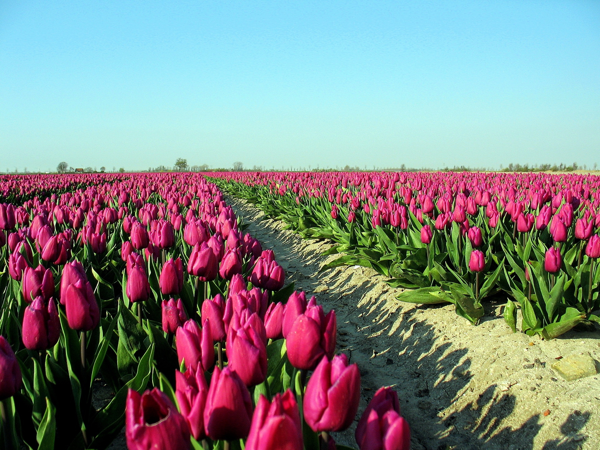 72318 télécharger l'image fleurs, sky, tulipes, route, ombre, plantation - fonds d'écran et économiseurs d'écran gratuits