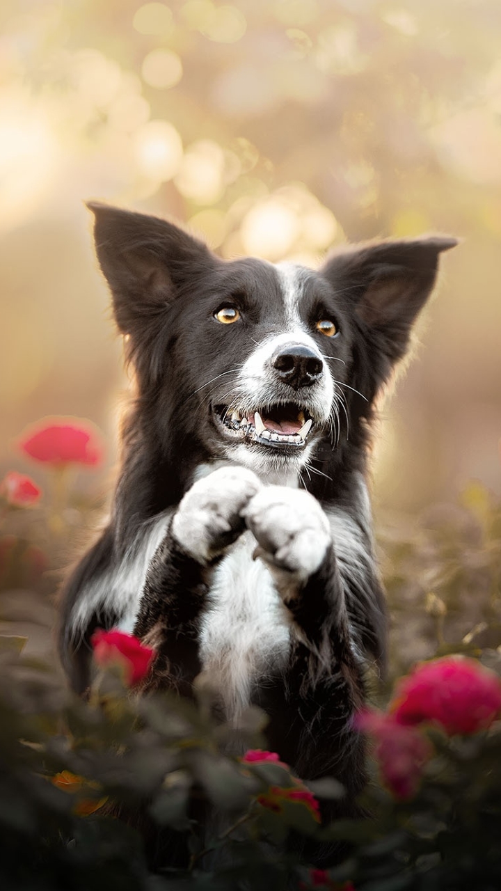 Handy-Wallpaper Tiere, Hunde, Hund, Border Collie, Rote Blume kostenlos herunterladen.