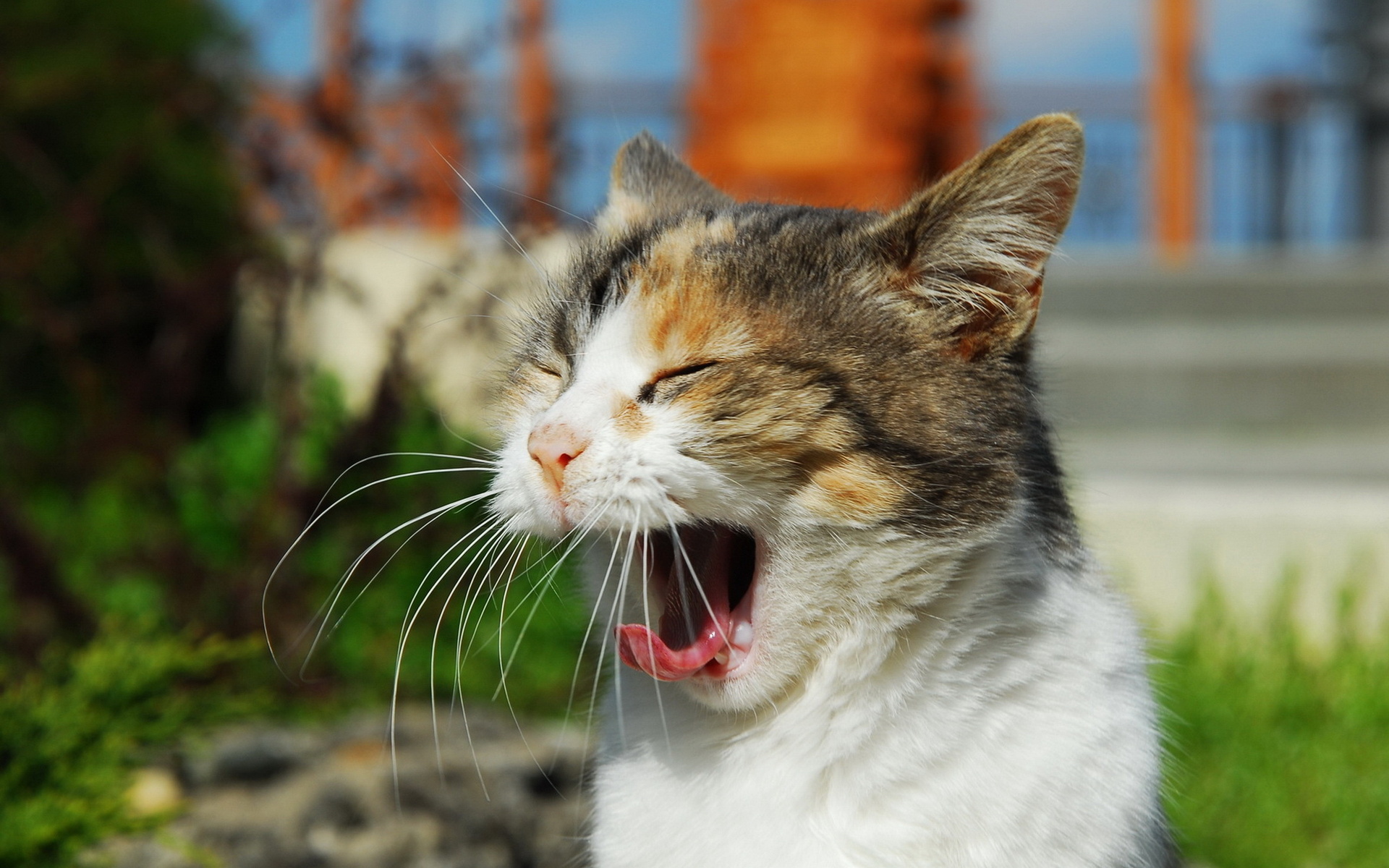 Laden Sie das Tiere, Katzen, Katze-Bild kostenlos auf Ihren PC-Desktop herunter