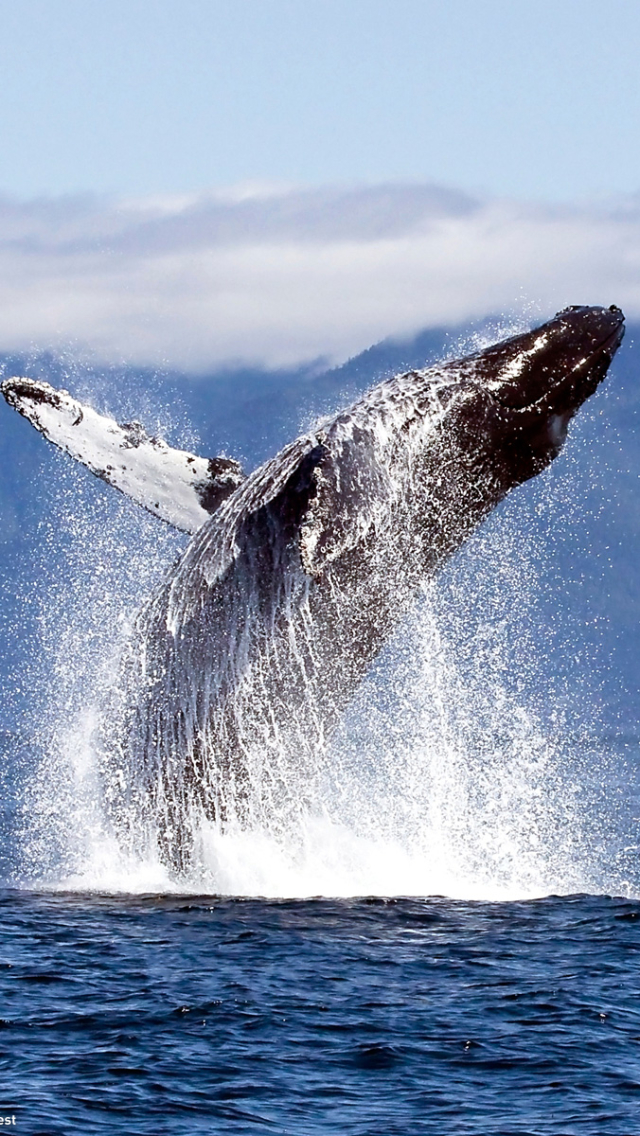 Descarga gratuita de fondo de pantalla para móvil de Animales, Ballena.