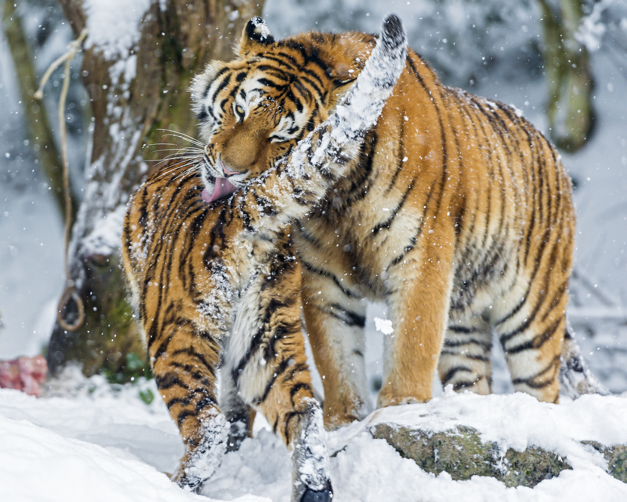 Handy-Wallpaper Tiere, Katzen, Tiger kostenlos herunterladen.