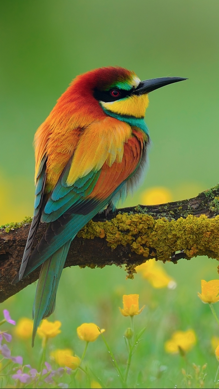 Download mobile wallpaper Nature, Birds, Flower, Bird, Branch, Animal, Colorful, Spring, Bee Eater, European Bee Eater for free.
