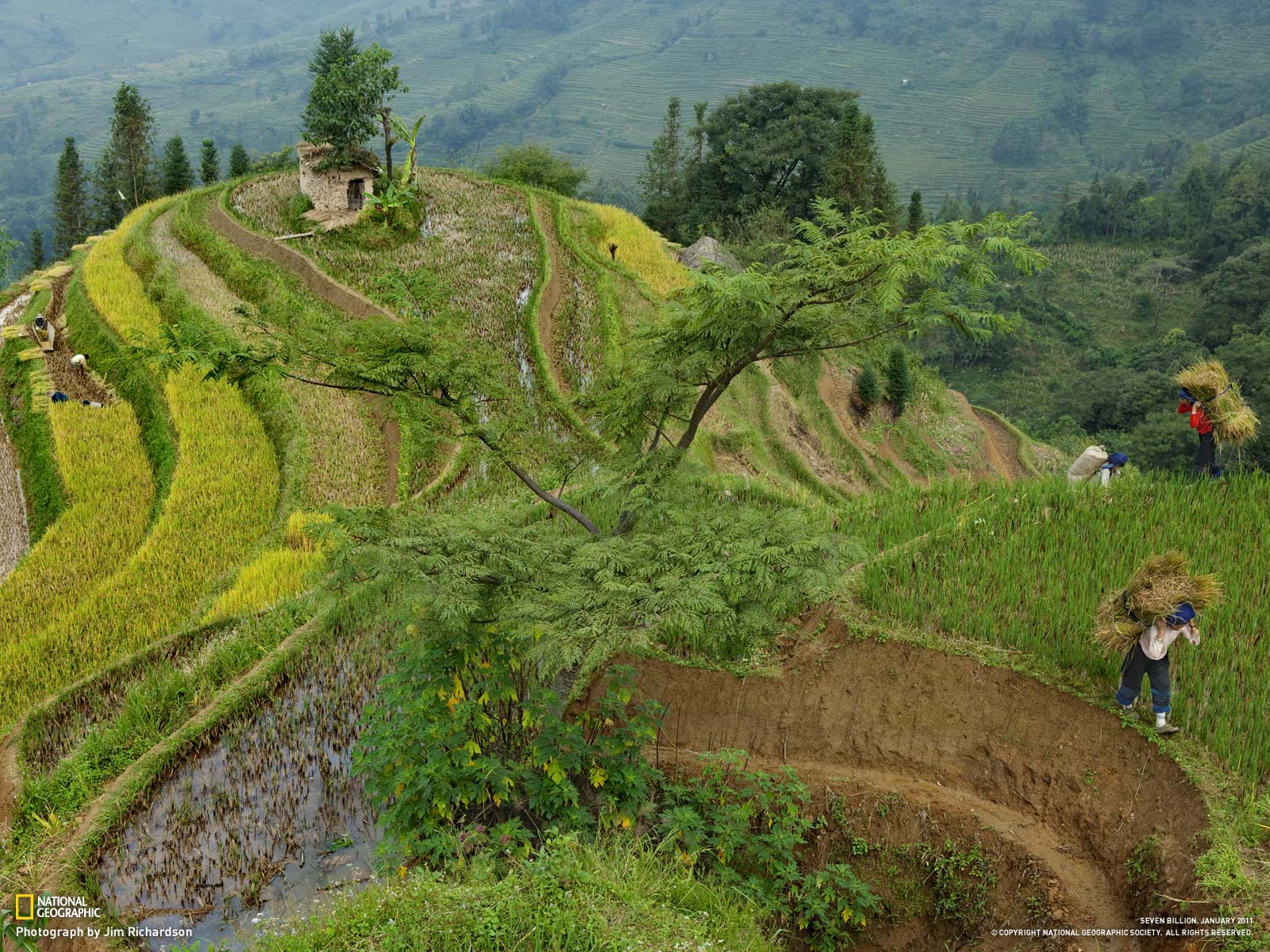 Free download wallpaper Earth, Field on your PC desktop