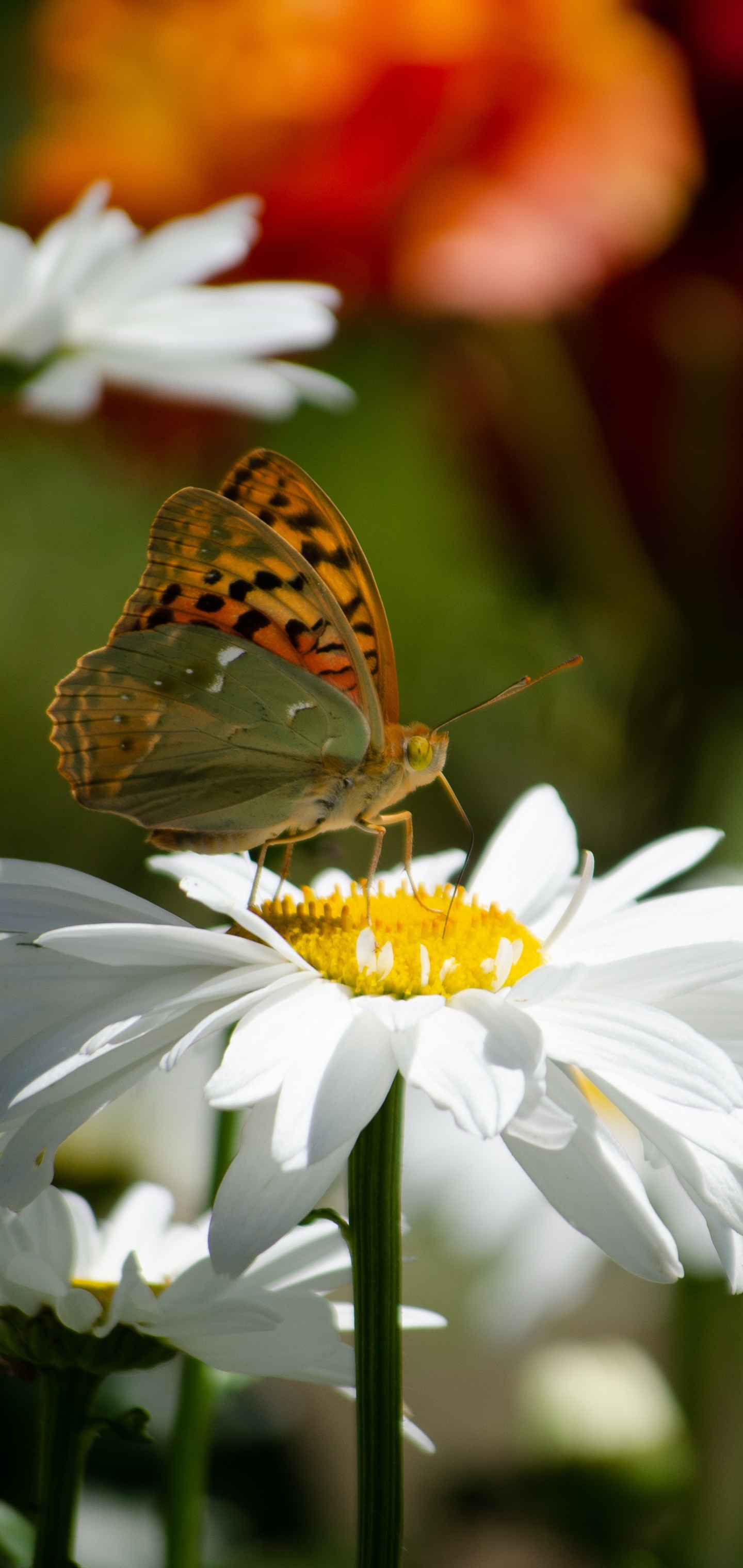 無料モバイル壁紙動物, 自然, 蝶, 夏, カモミール, 花, 大きい, 白い花, 虫をダウンロードします。