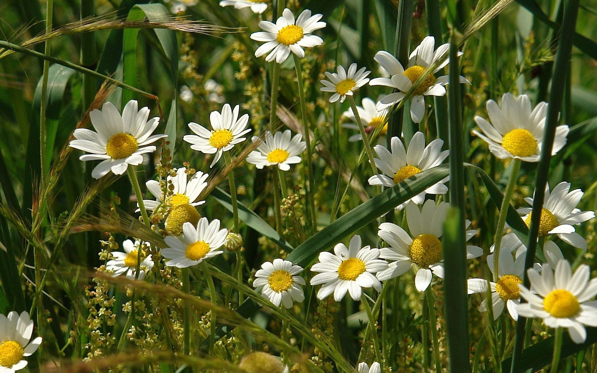 Baixar papel de parede para celular de Flores, Flor, Terra/natureza gratuito.