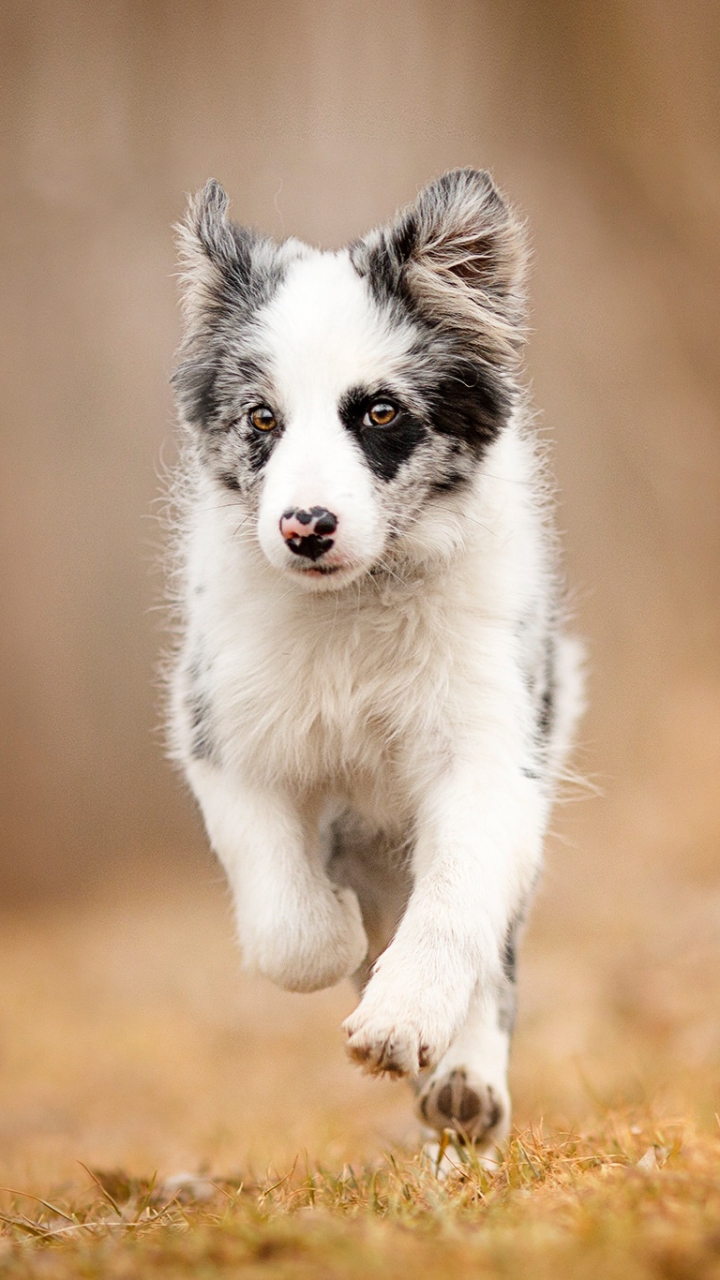 Handy-Wallpaper Tiere, Hunde, Hund, Welpen, Border Collie, Tierbaby, Welpe kostenlos herunterladen.