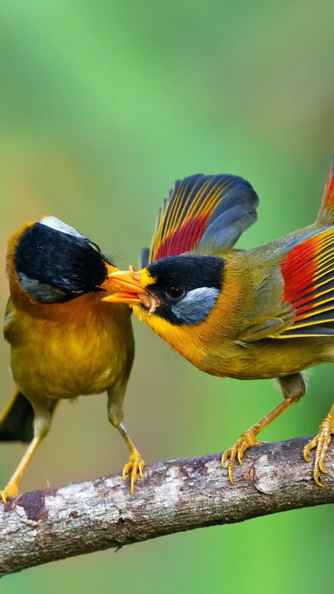 Baixar papel de parede para celular de Animais, Aves, Pássaro gratuito.