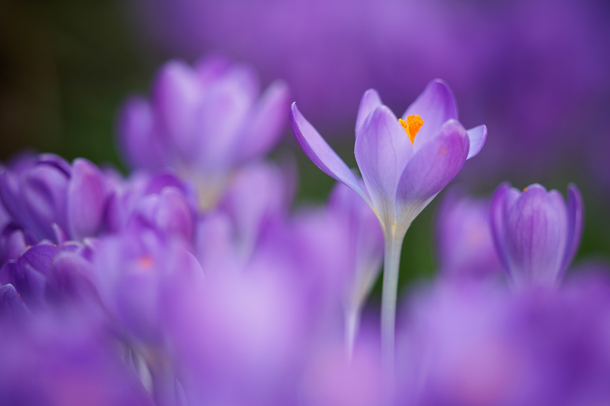 PCデスクトップに自然, フラワーズ, 花, 大きい, 地球, クロッカス, 紫色の花画像を無料でダウンロード
