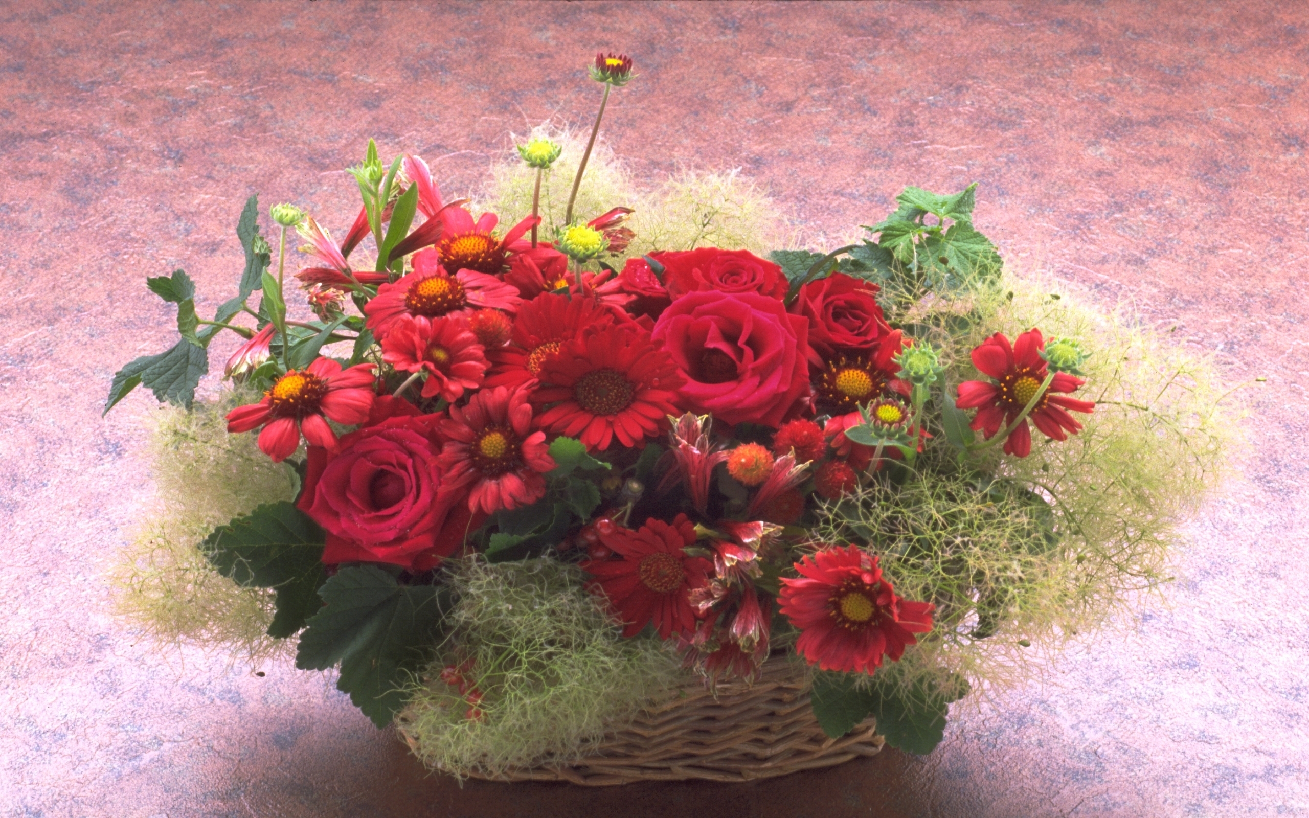 1402画像をダウンロード祝日, 植物, フラワーズ, バラ, 菊, ブーケ, 赤-壁紙とスクリーンセーバーを無料で