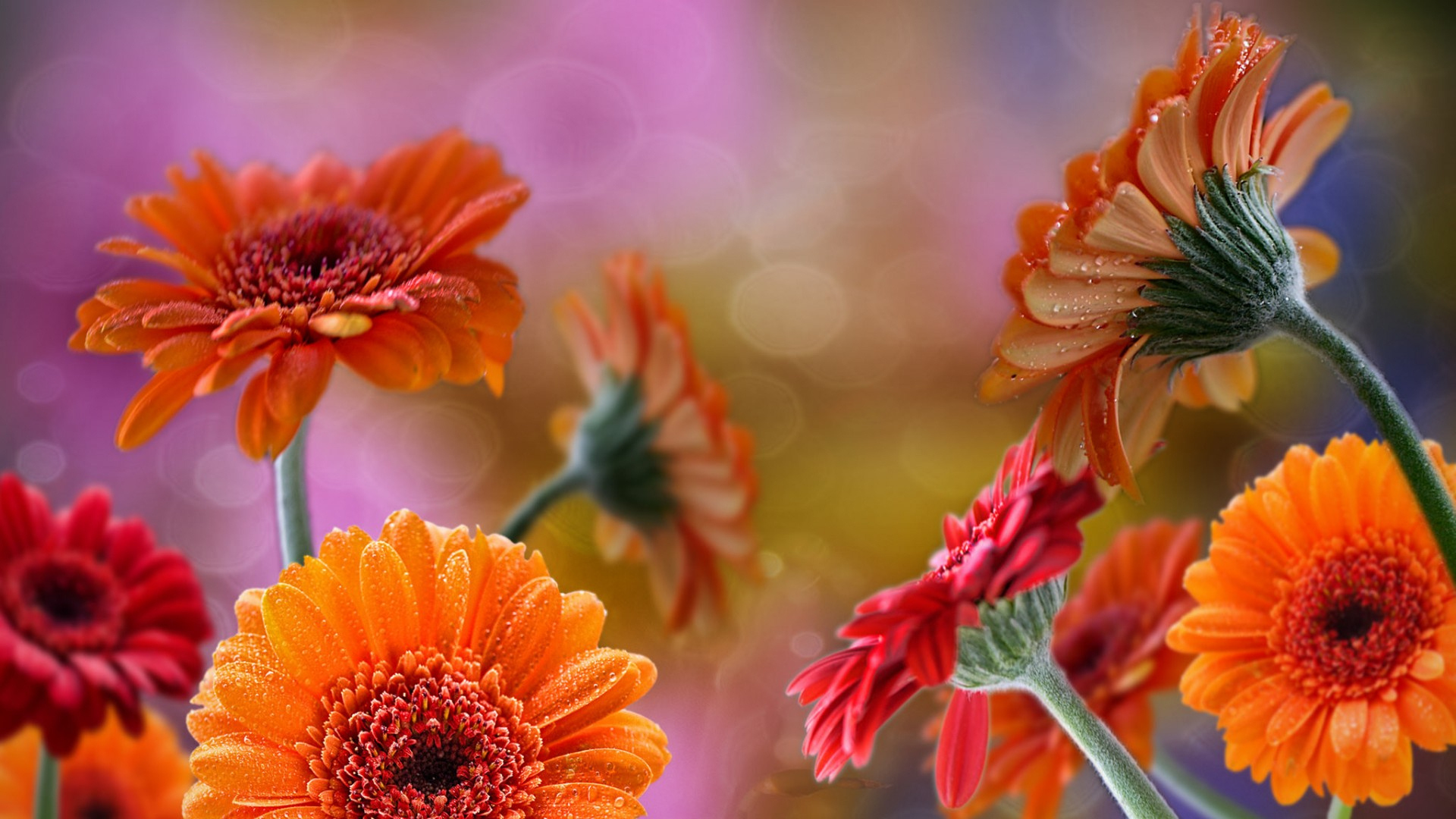 Laden Sie das Blumen, Gerbera, Gänseblümchen, Rote Blume, Erde/natur, Orangene Blume-Bild kostenlos auf Ihren PC-Desktop herunter